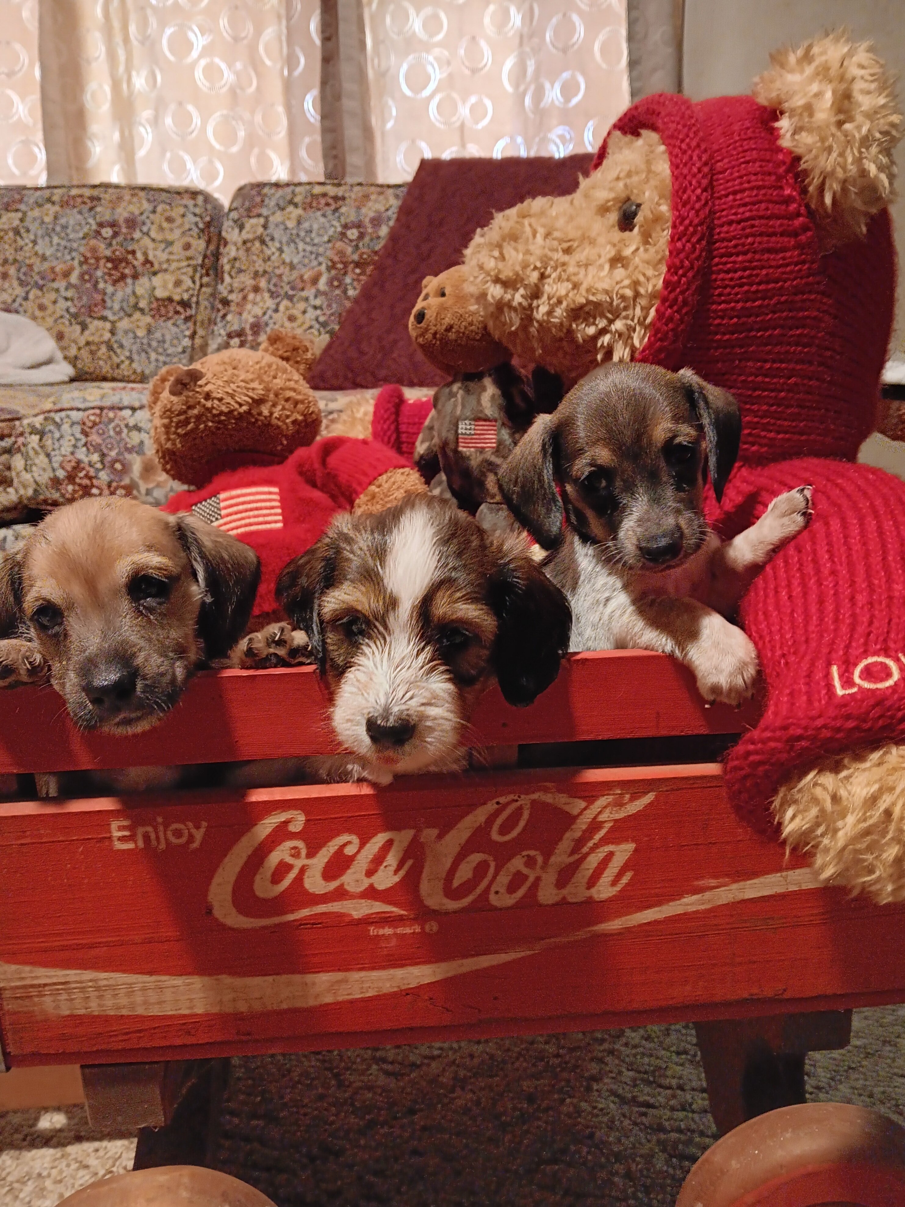Miniature Dachshunds image 1