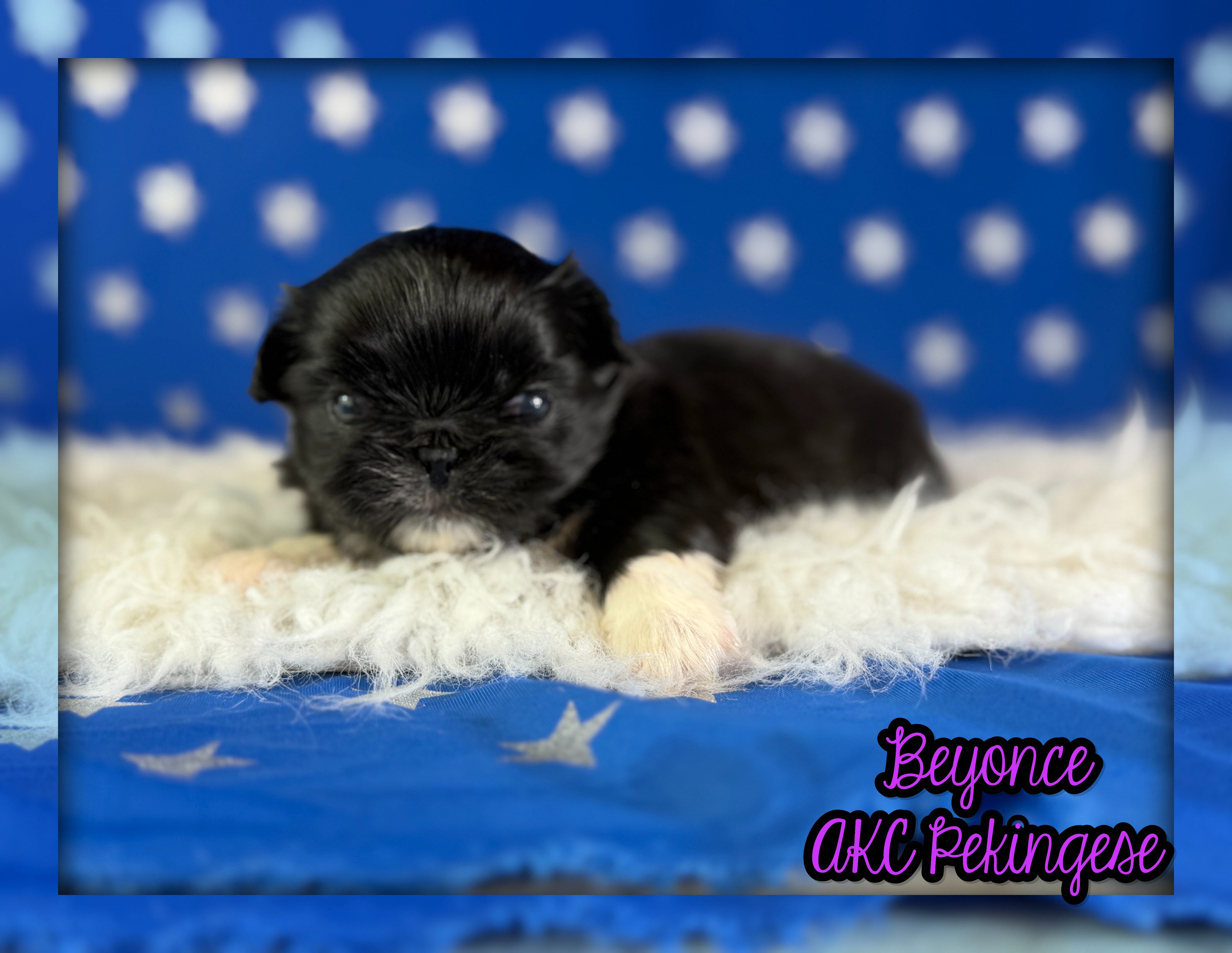 Beyonce Female AKC Pekingese image 1
