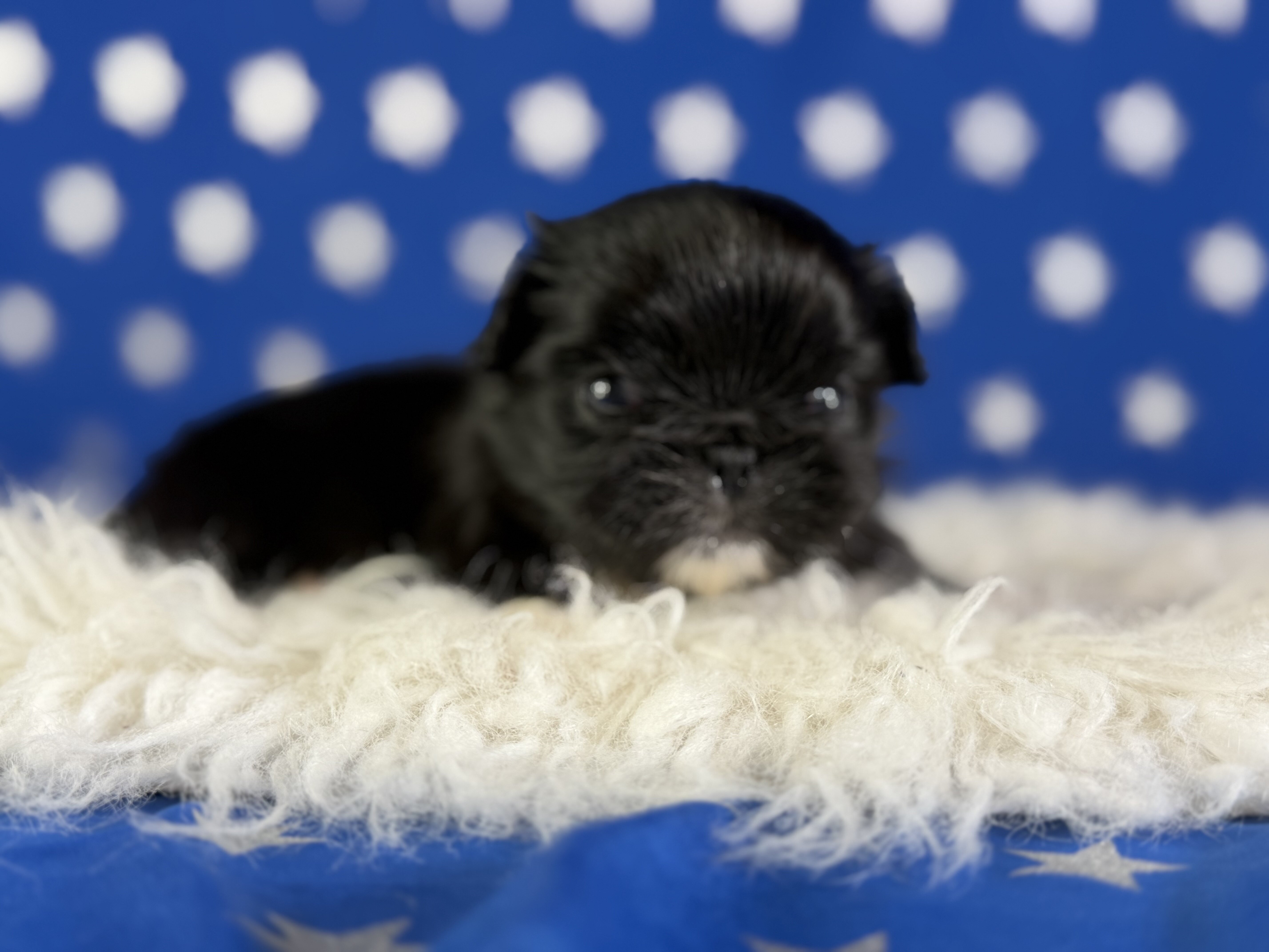 Beyonce Female AKC Pekingese image 2