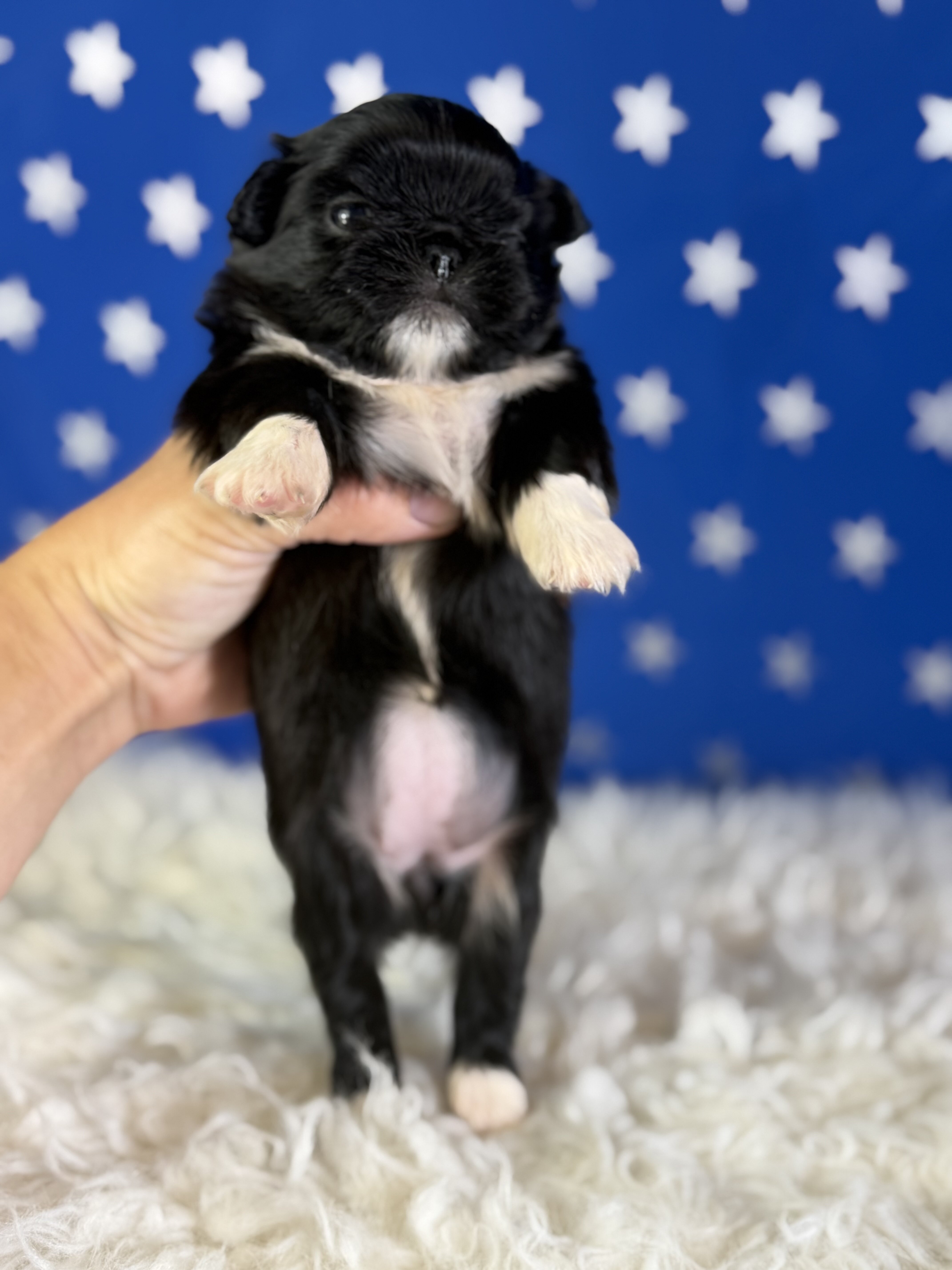 Beyonce Female AKC Pekingese image 3