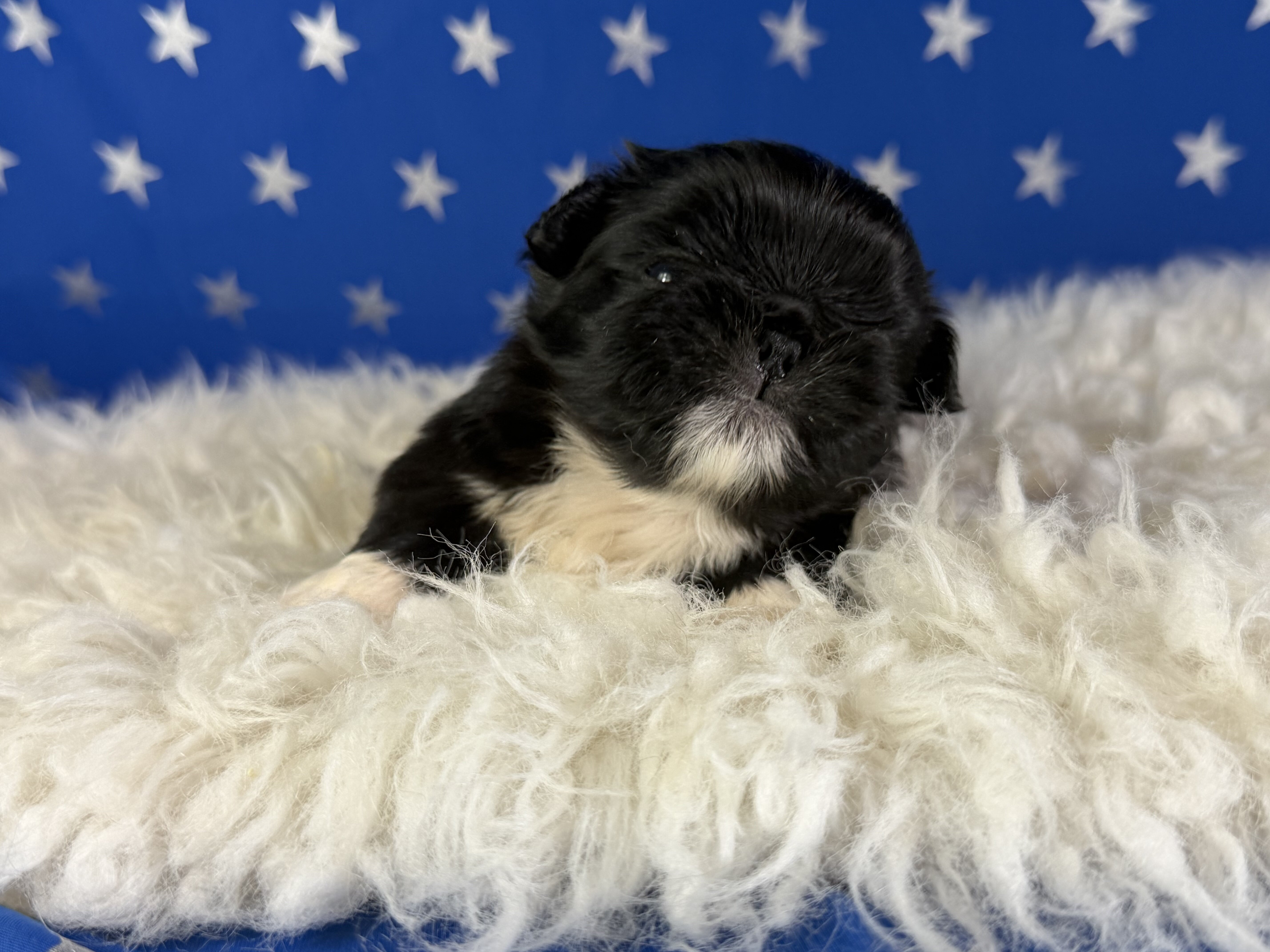 Beyonce Female AKC Pekingese image 4