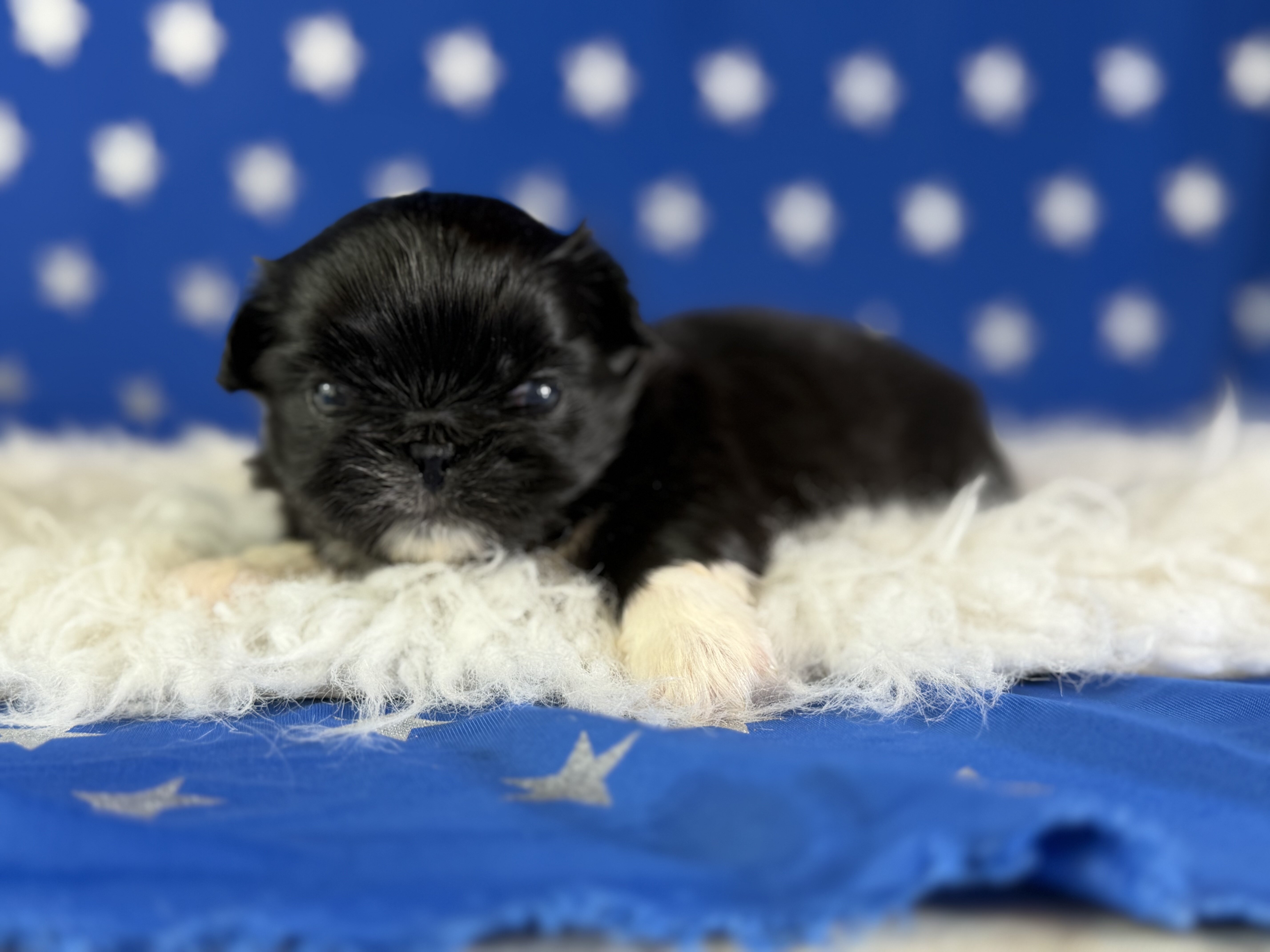 Beyonce Female AKC Pekingese image 5