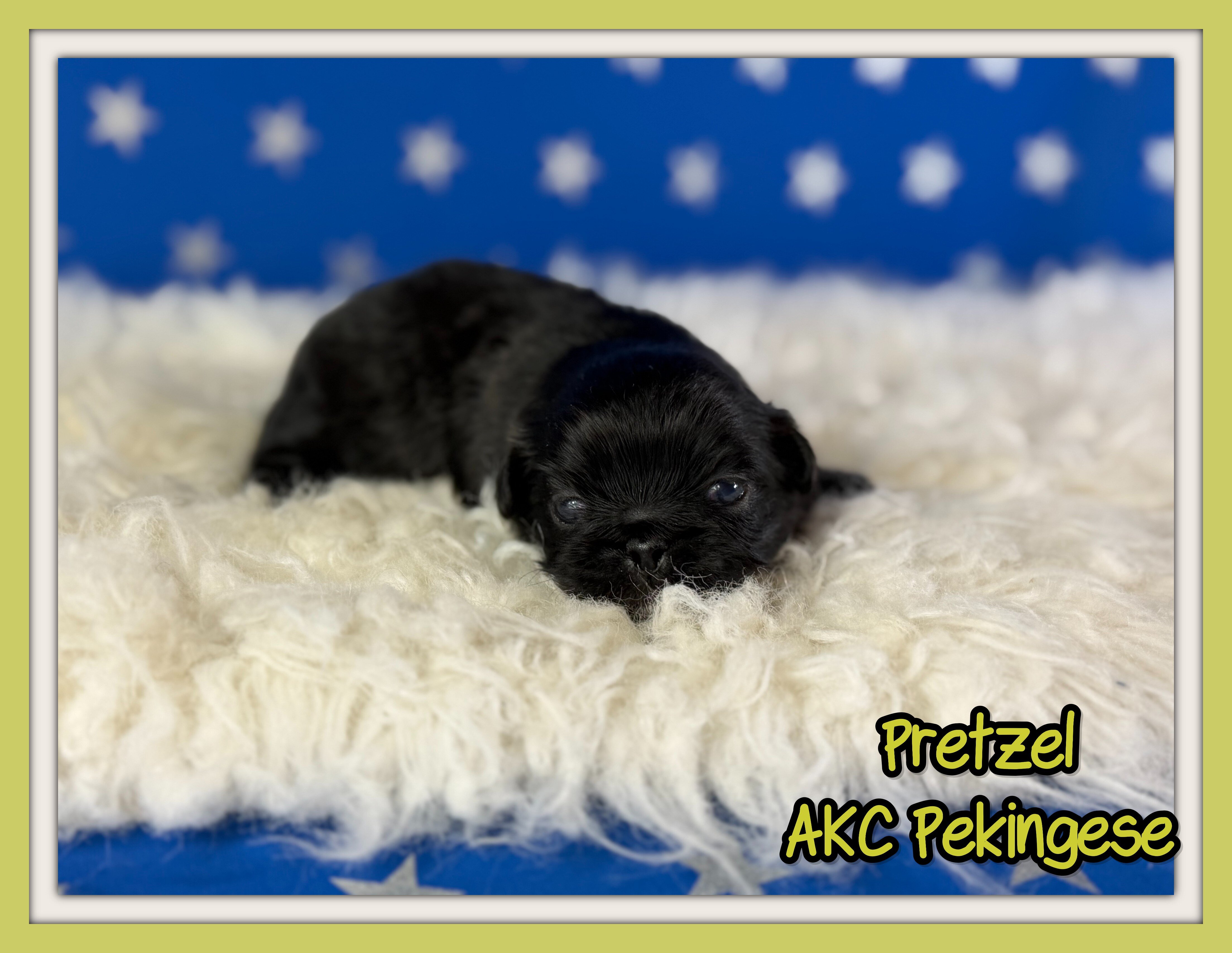 Pretzel Male AKC Pekingese image 1