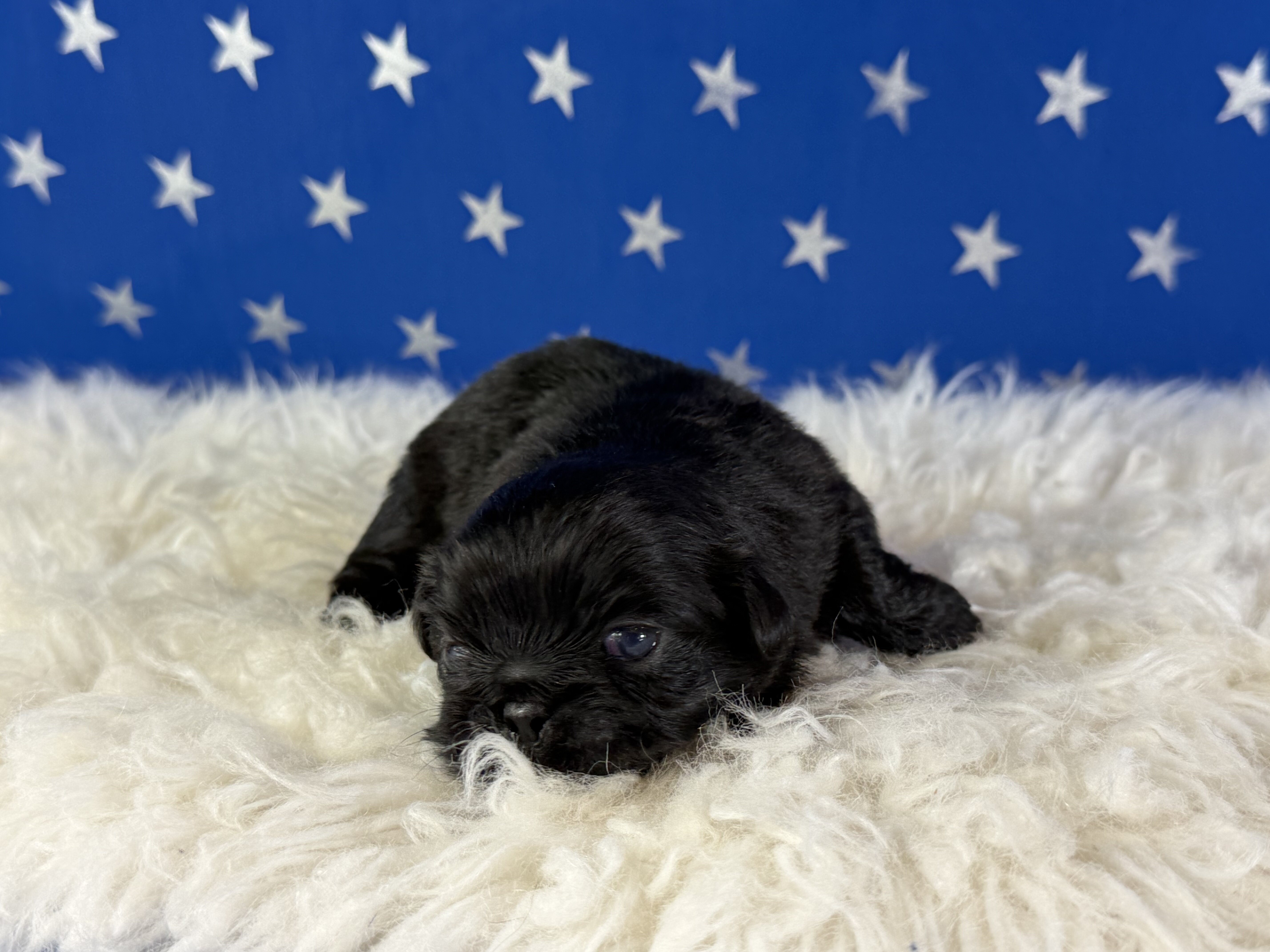 Pretzel Male AKC Pekingese image 2