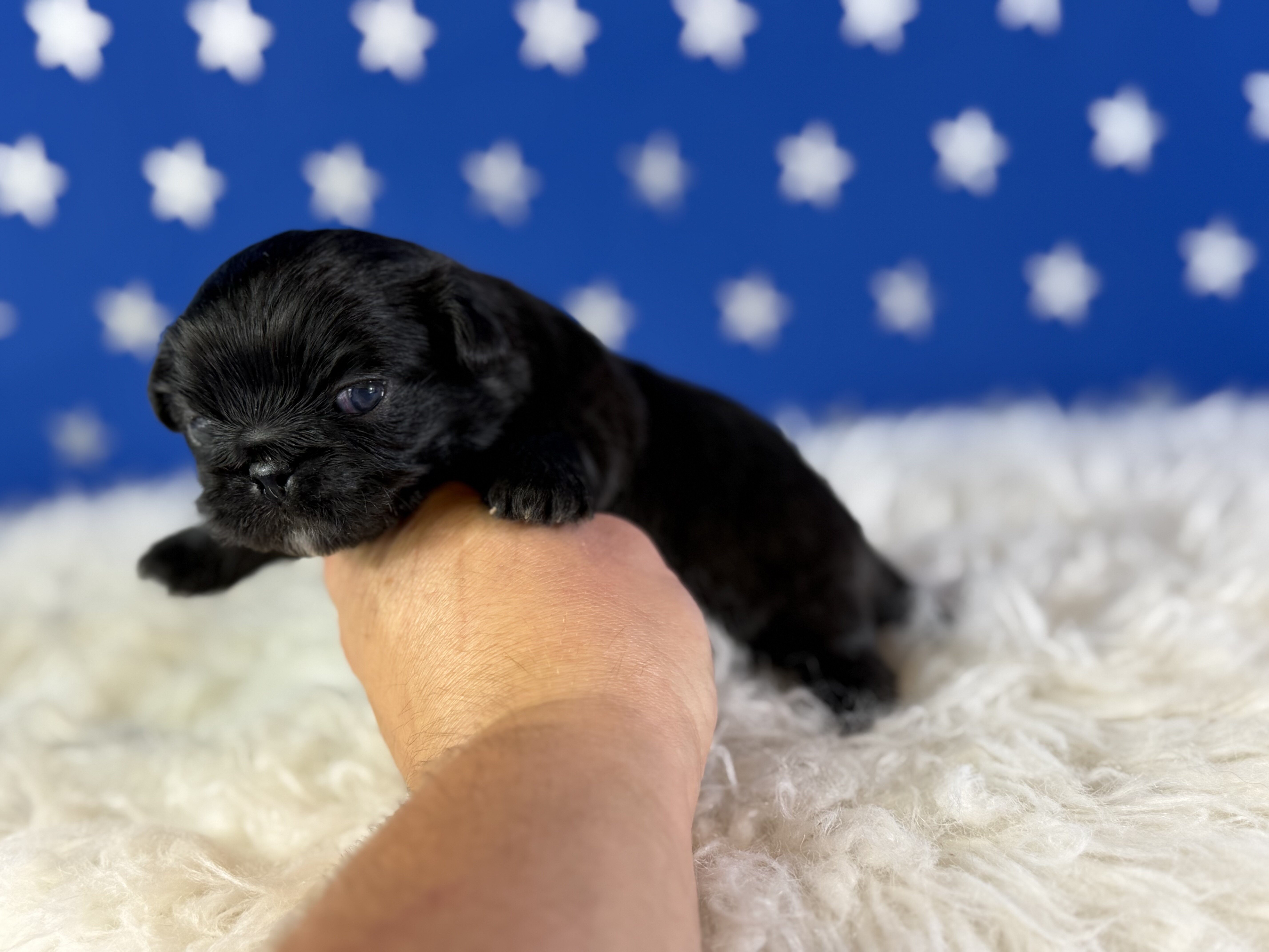 Pretzel Male AKC Pekingese image 3