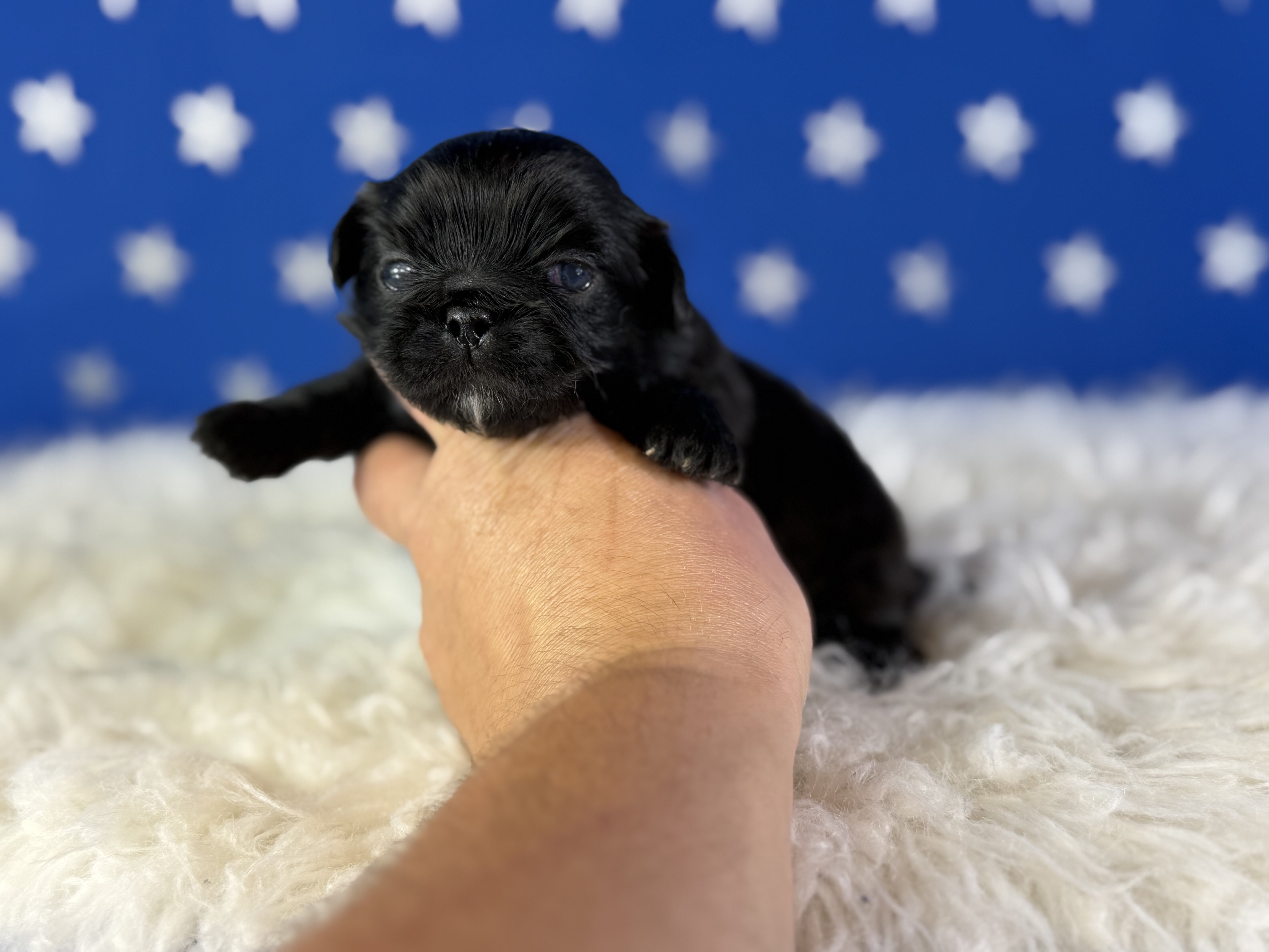 Pretzel Male AKC Pekingese image 4