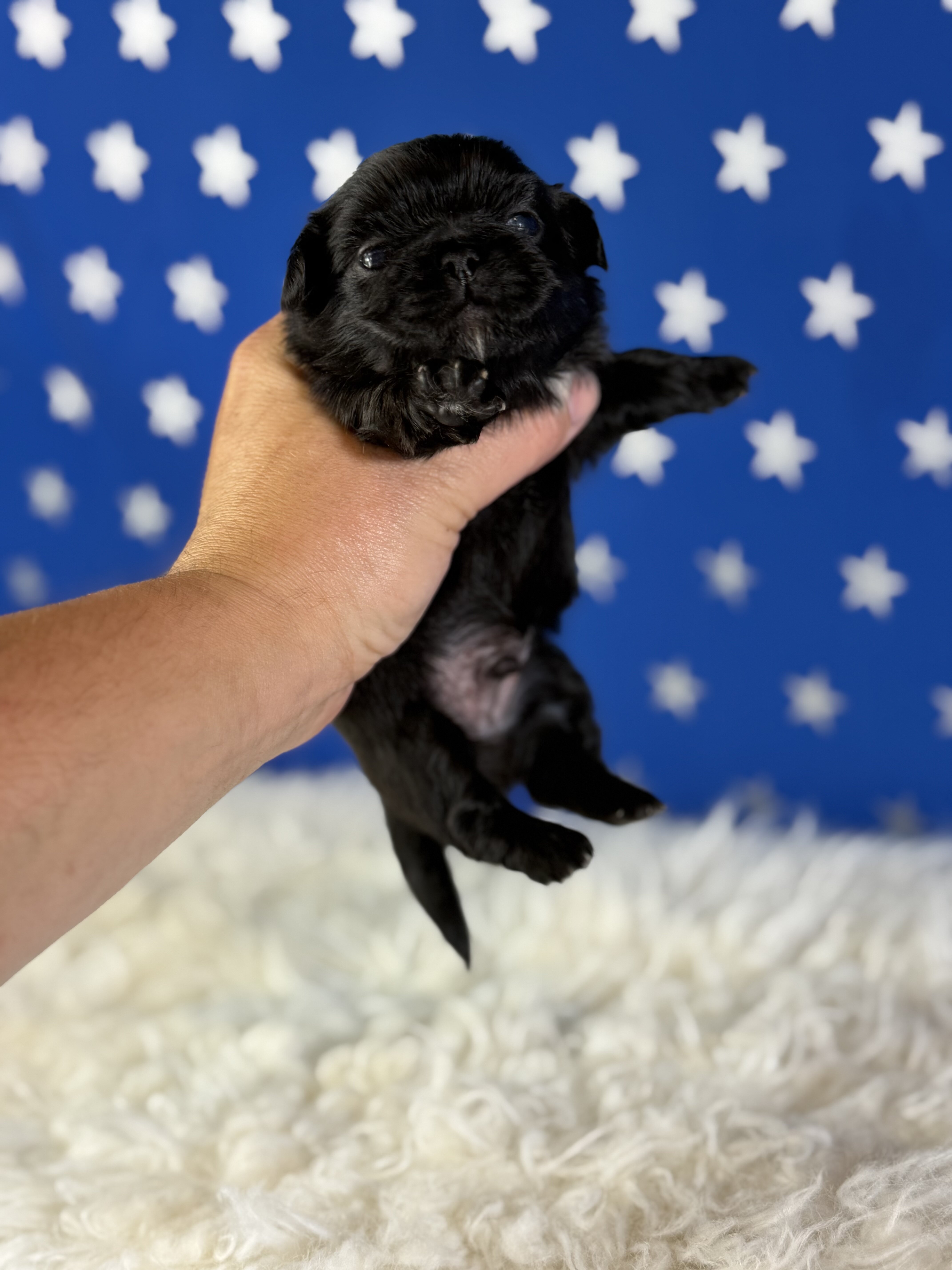 Pretzel Male AKC Pekingese image 5