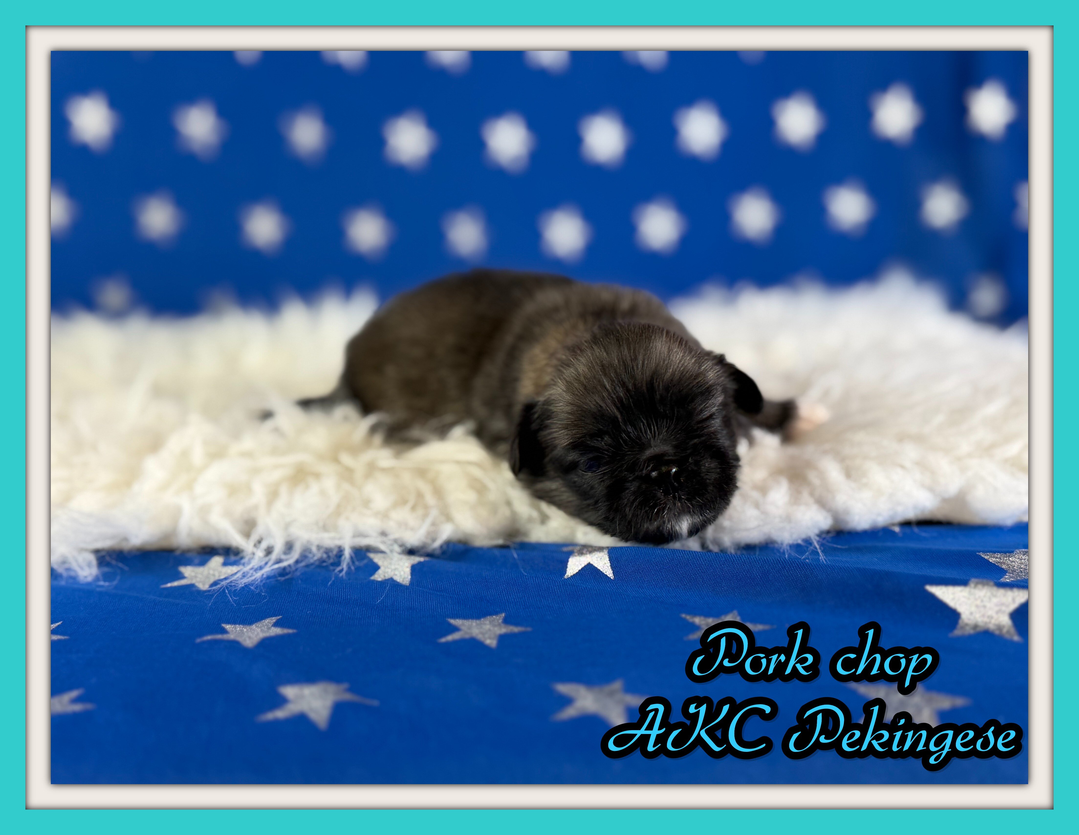 Porkchop Male AKC Pekingese image 1