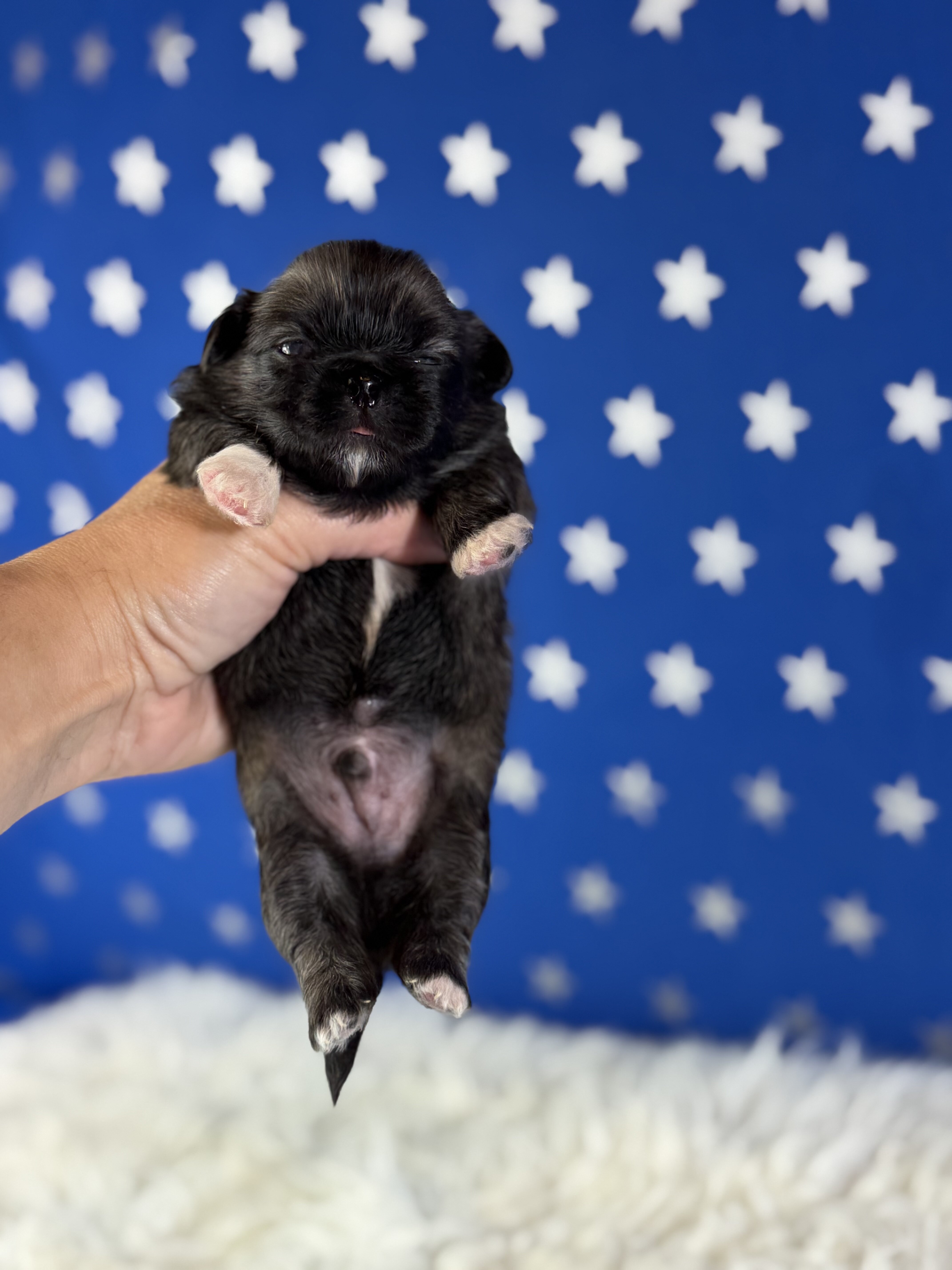 Porkchop Male AKC Pekingese image 2