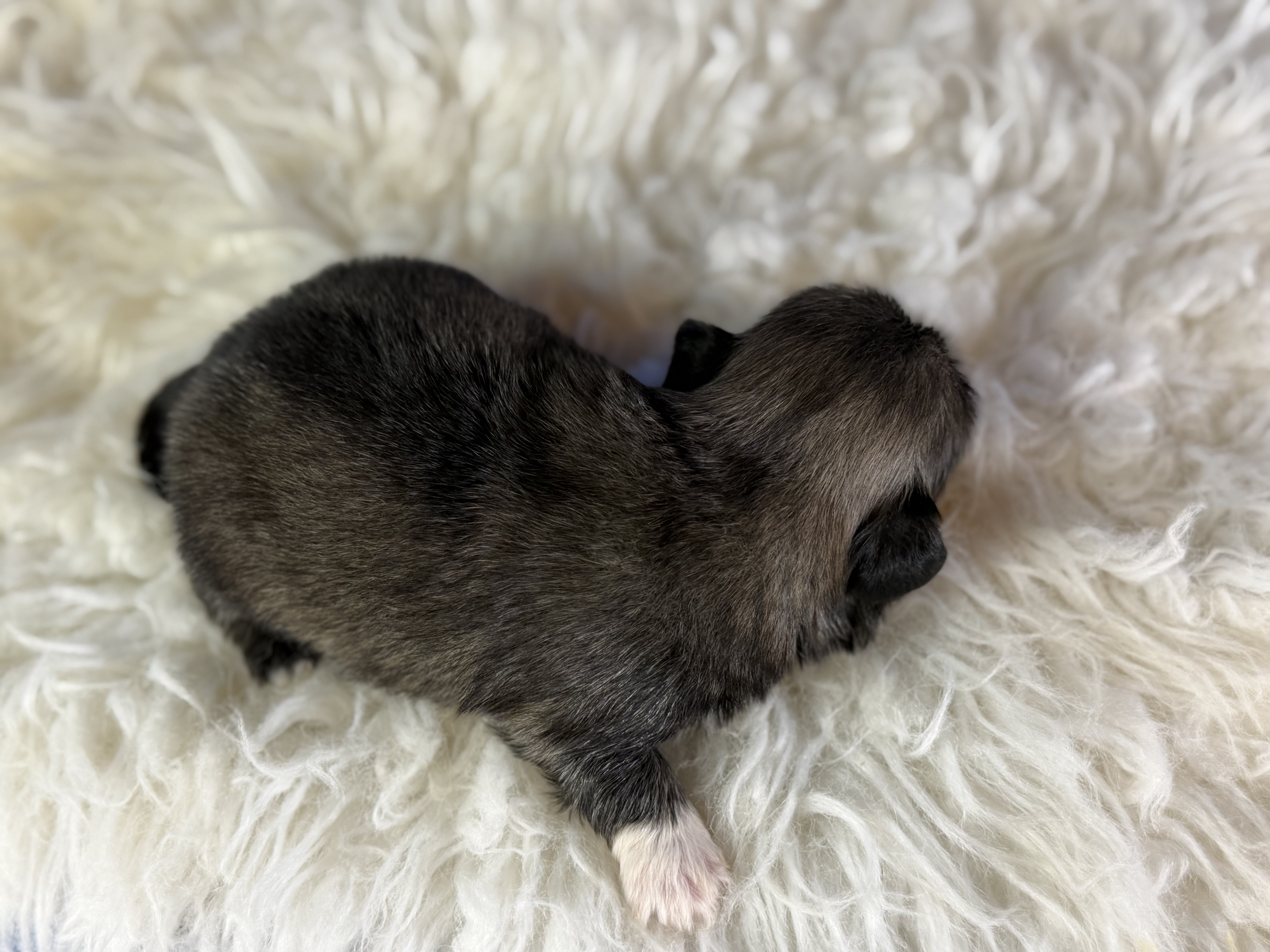 Porkchop Male AKC Pekingese image 3