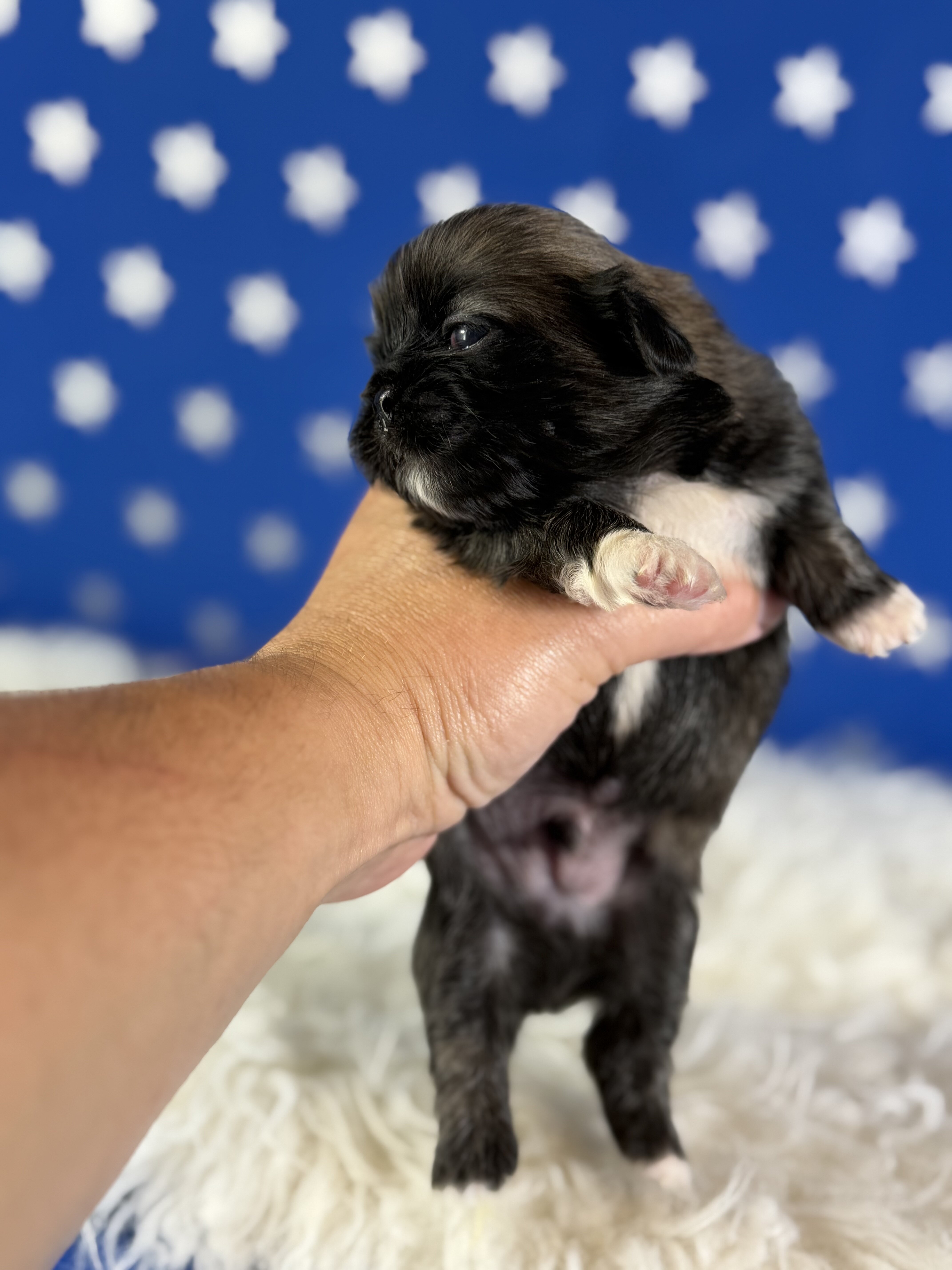 Porkchop Male AKC Pekingese image 4