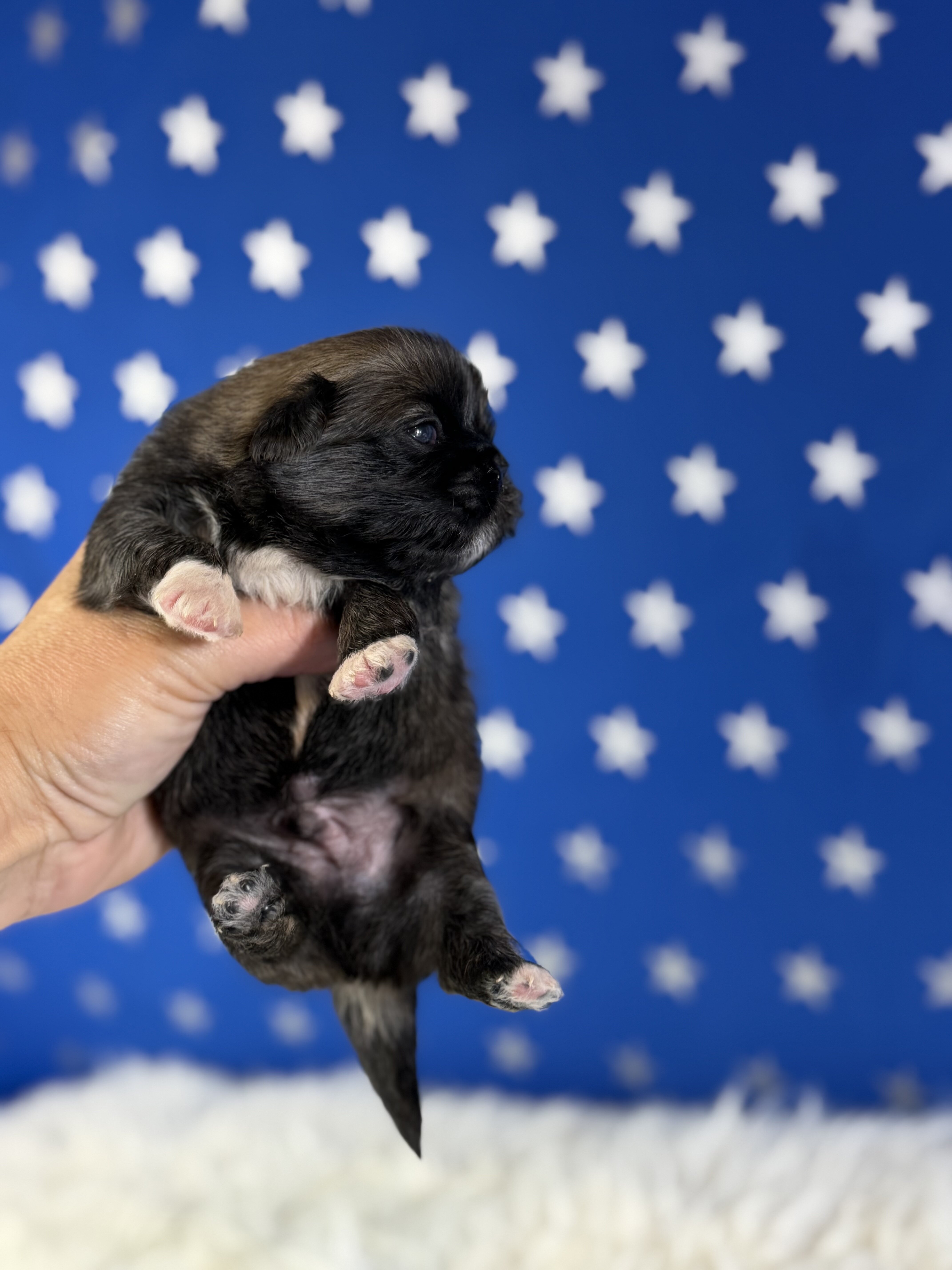 Porkchop Male AKC Pekingese image 5