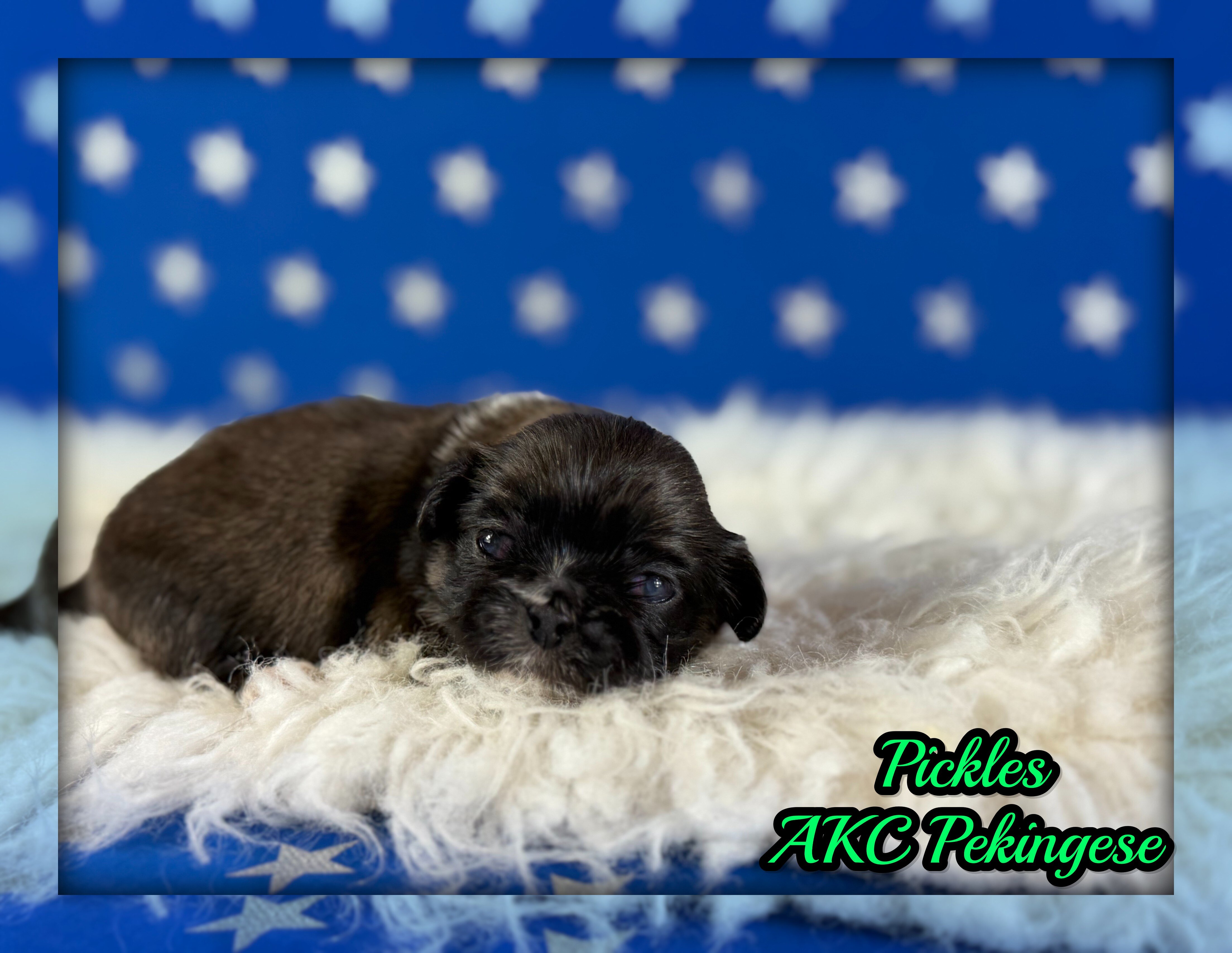 Pickels Male AKC Pekingese image 1