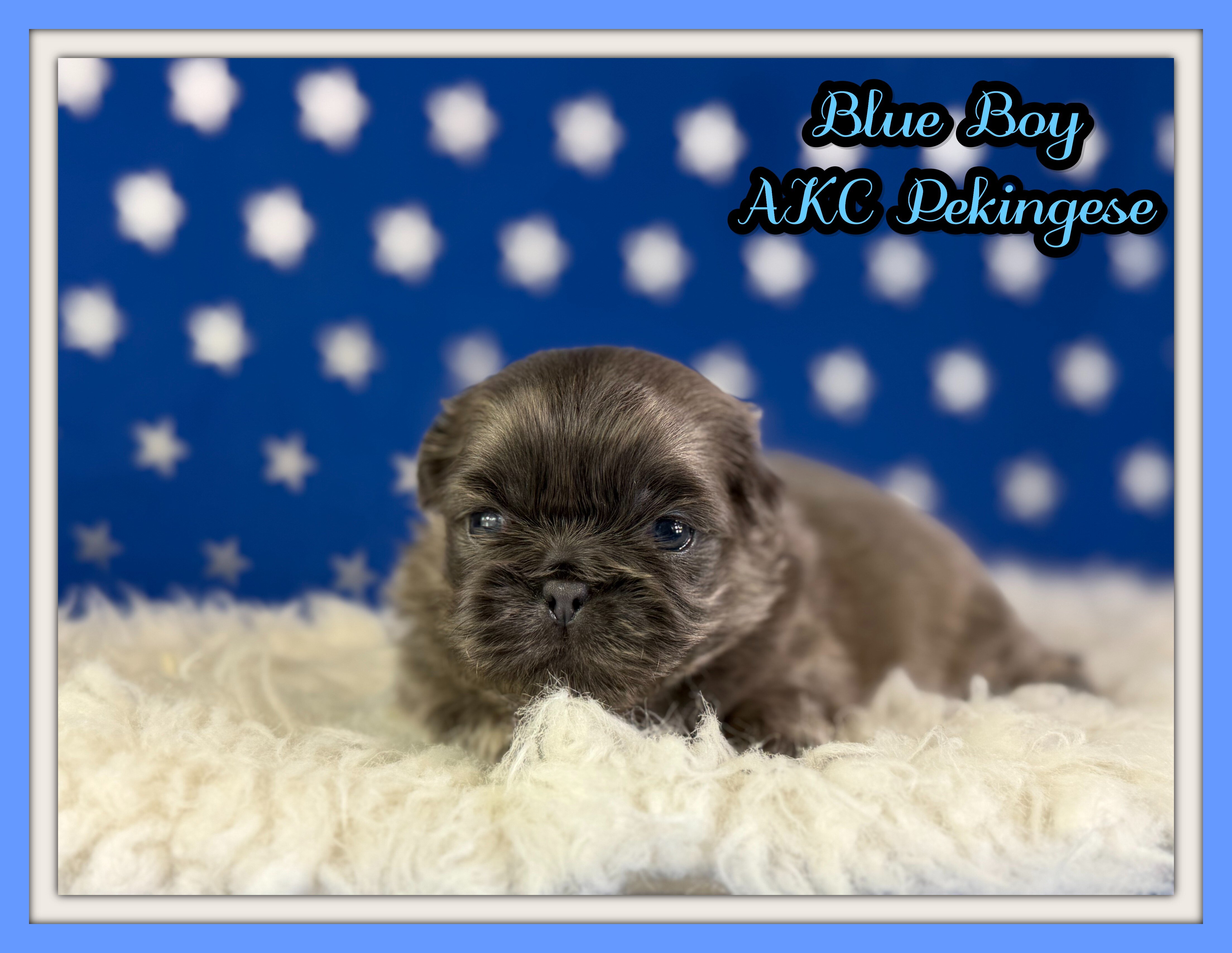 Blue Boy Male AKC Pekingese image 1
