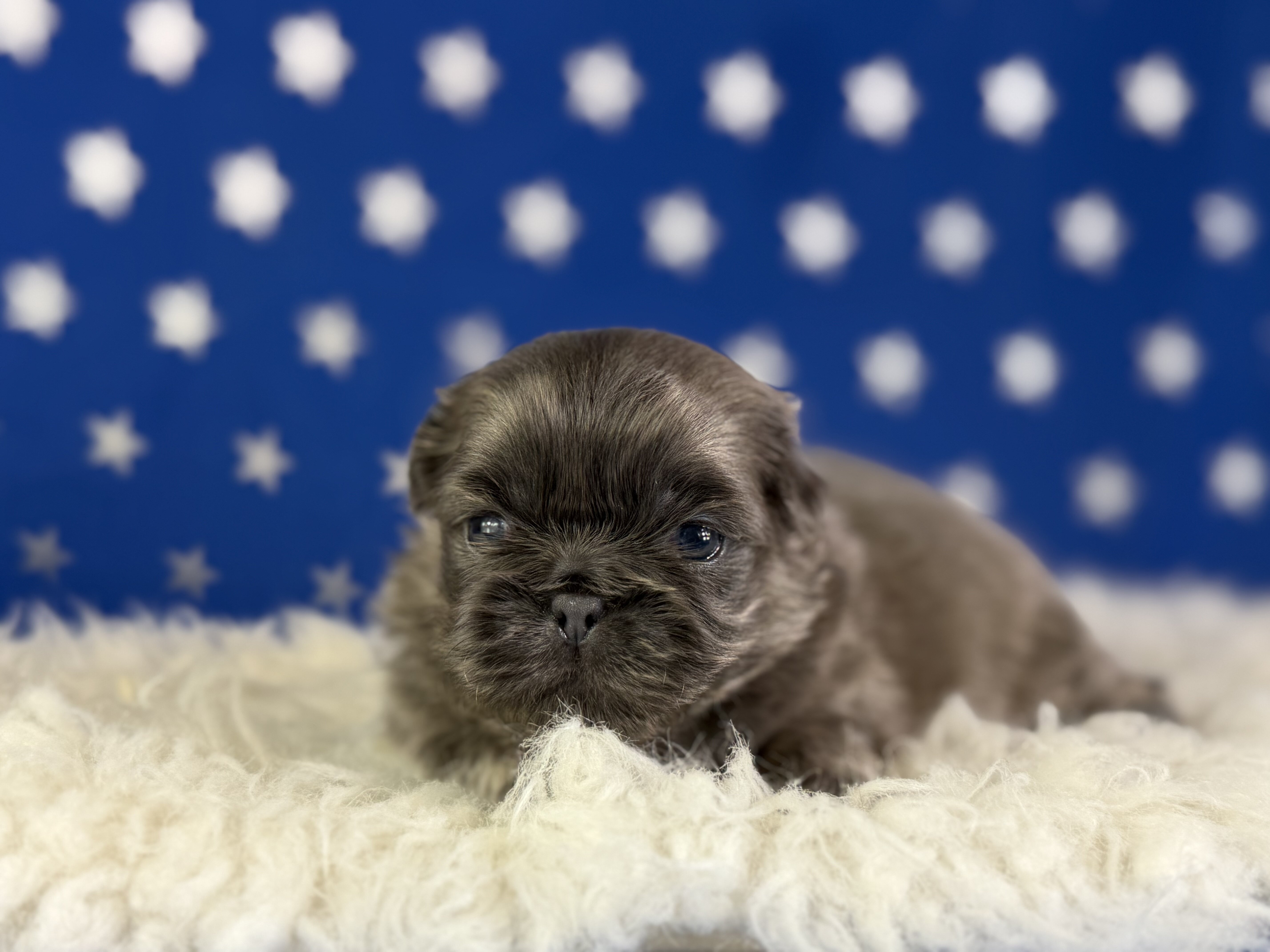 Blue Boy Male AKC Pekingese image 2