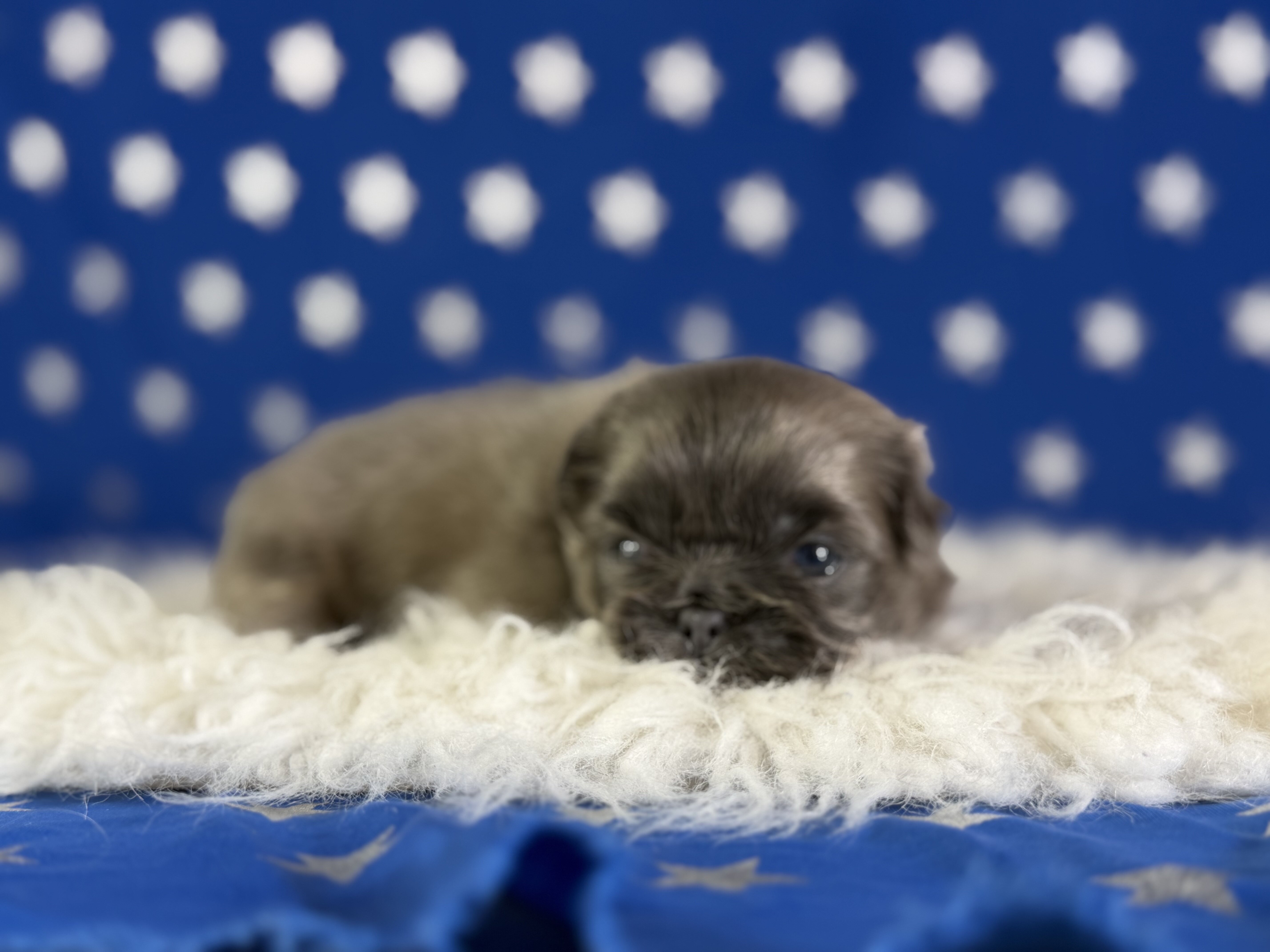Blue Boy Male AKC Pekingese image 3