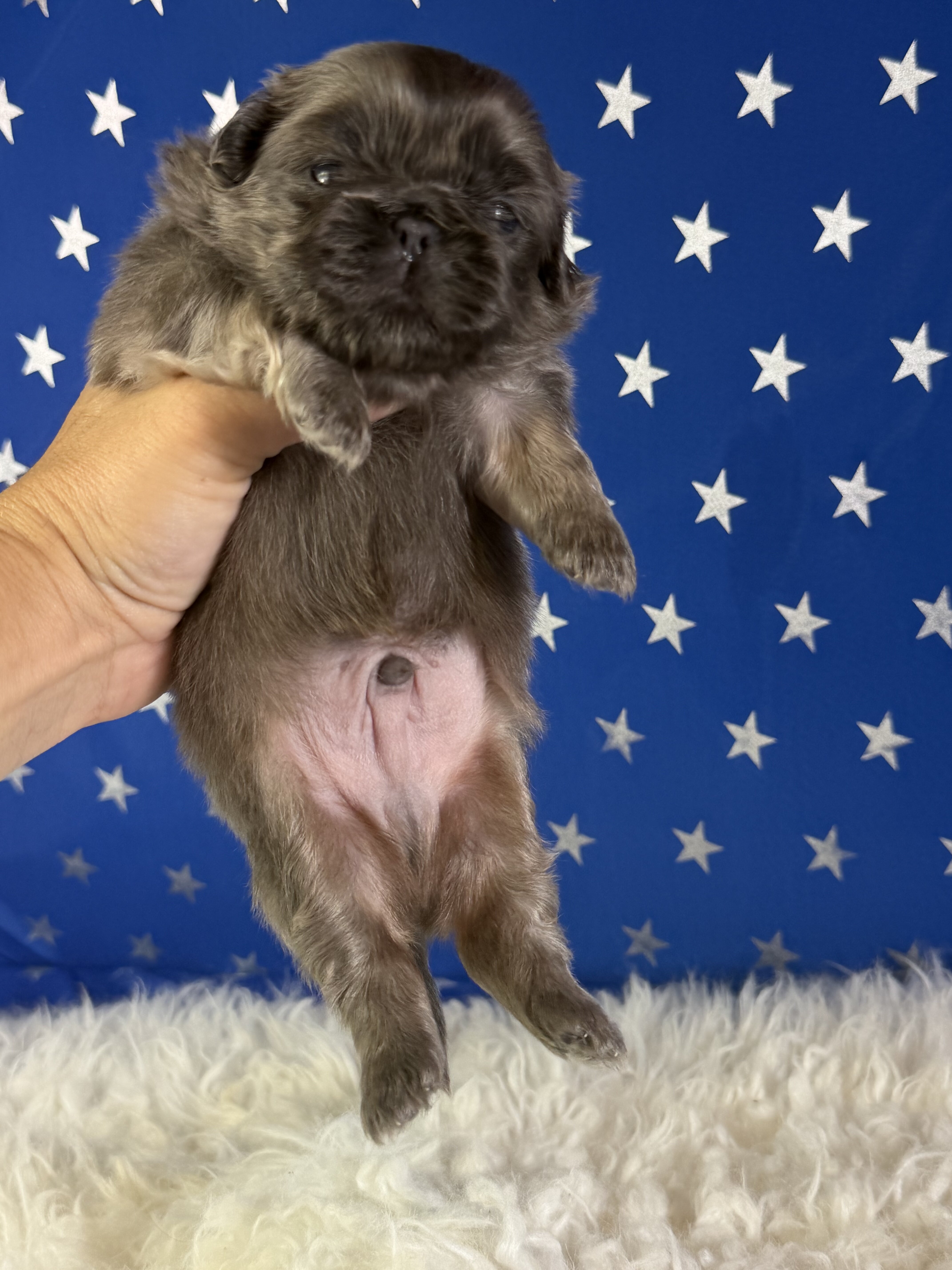 Blue Boy Male AKC Pekingese image 4