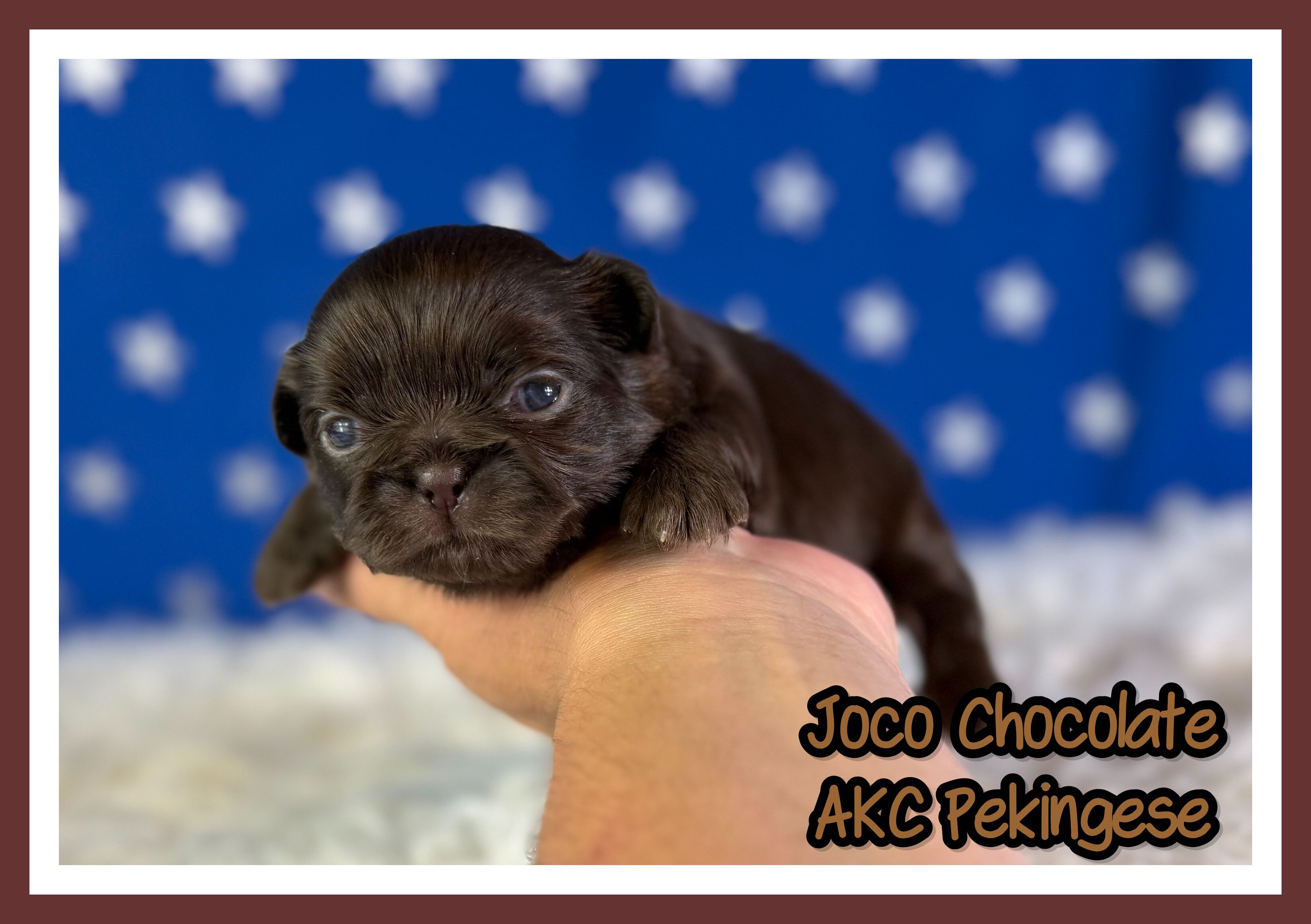 Joco Chocolate Male AKC Pekingese image 1