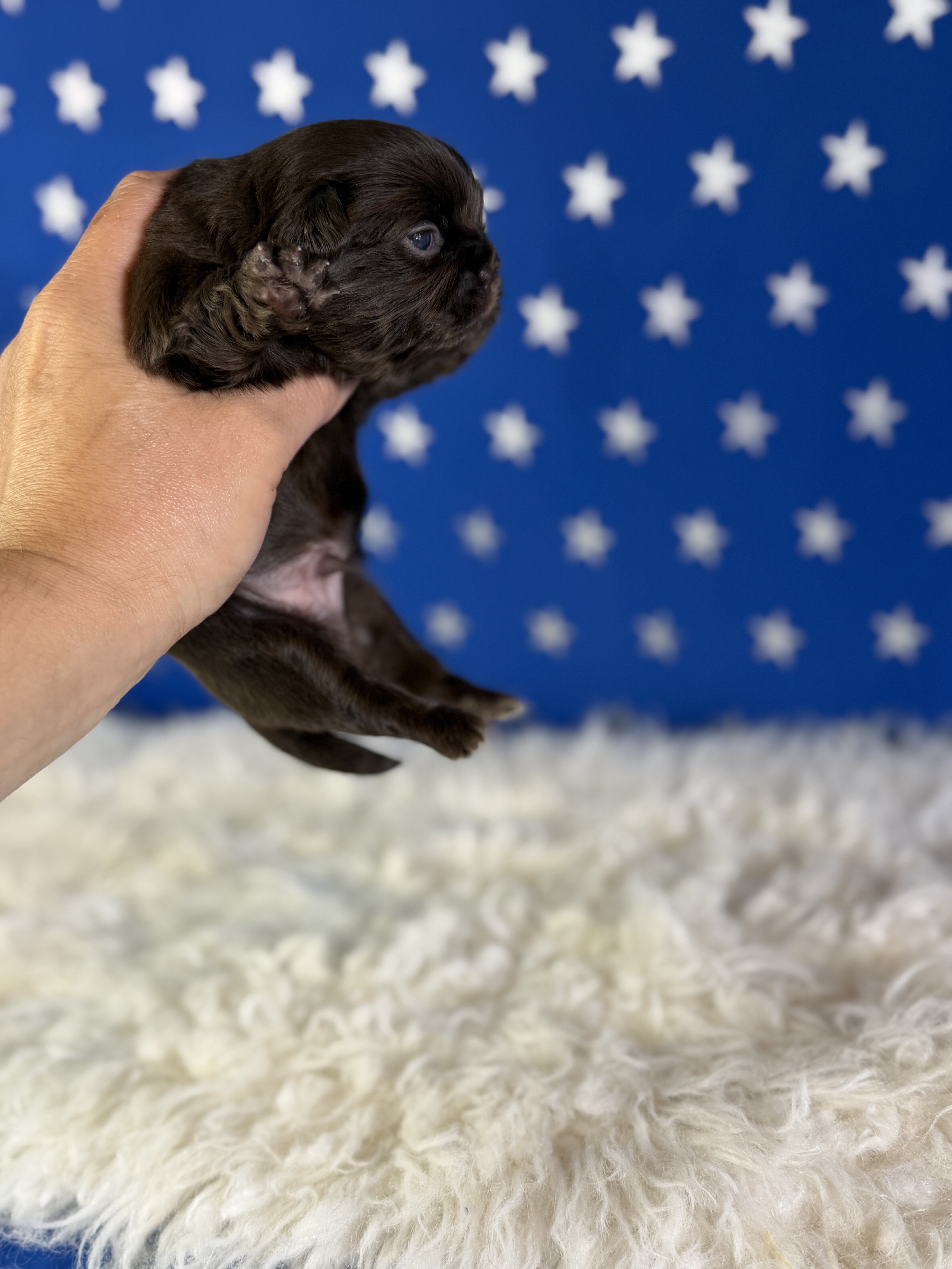 Joco Chocolate Male AKC Pekingese image 2