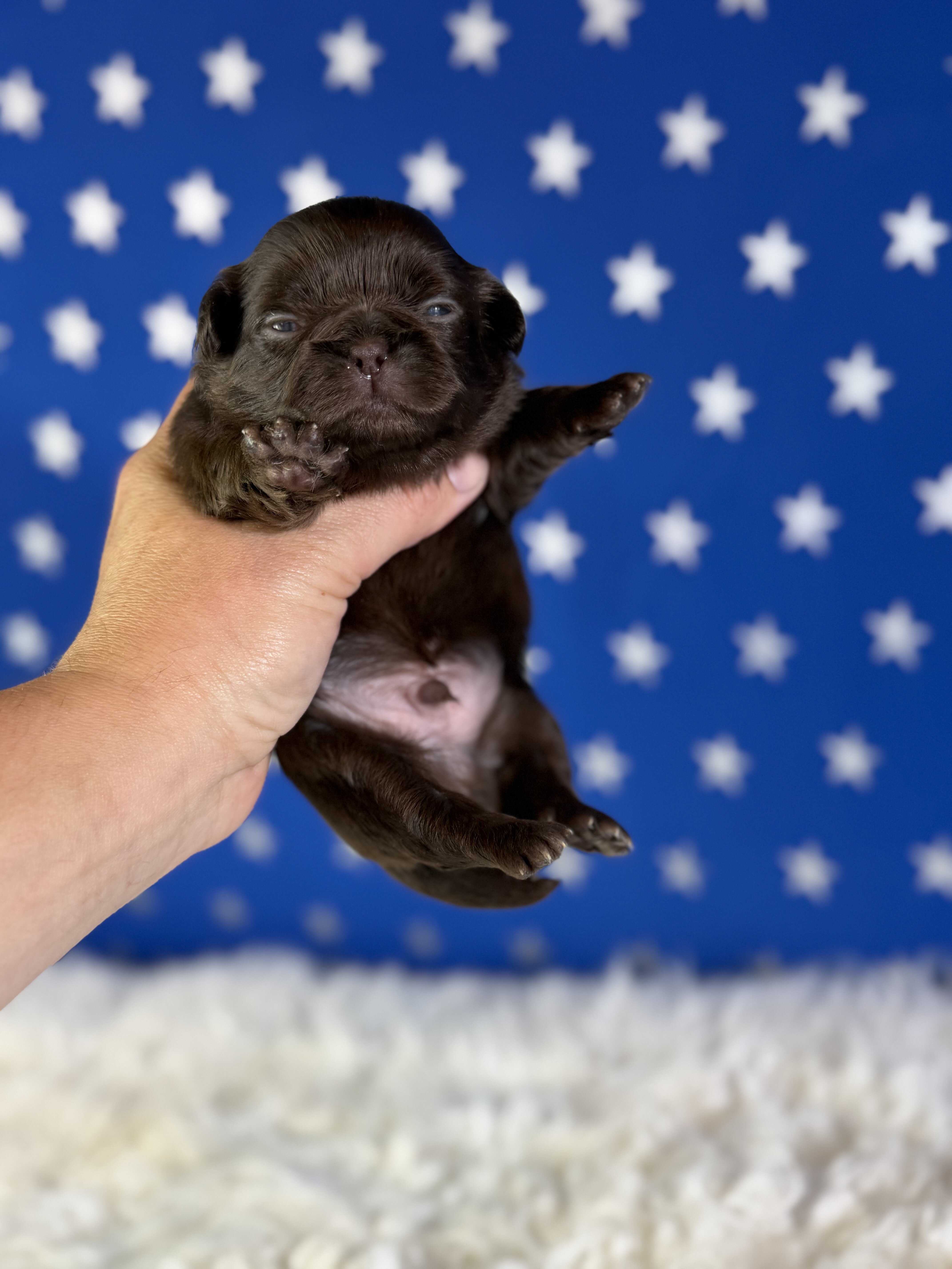 Joco Chocolate Male AKC Pekingese image 3