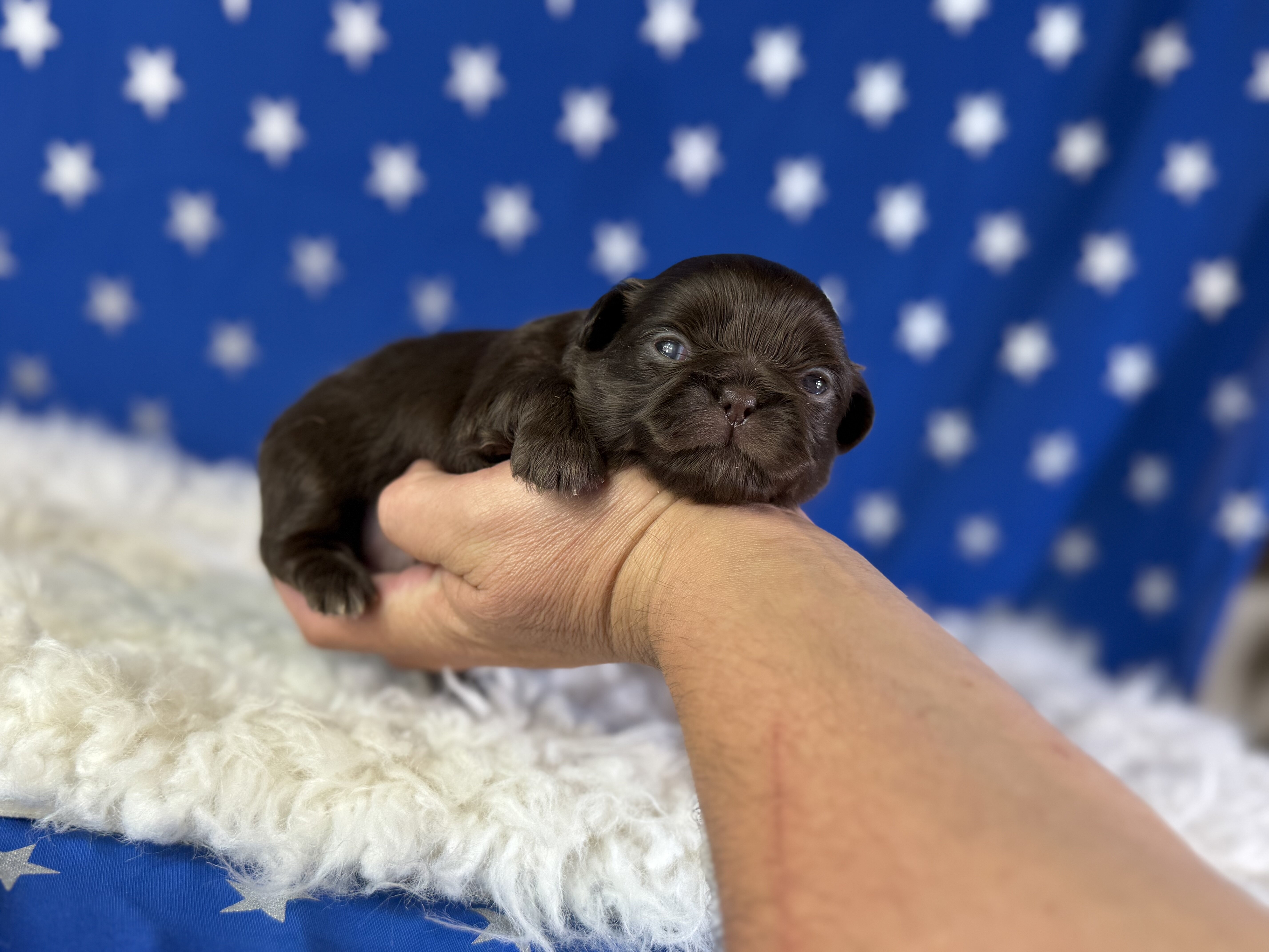 Joco Chocolate Male AKC Pekingese image 4