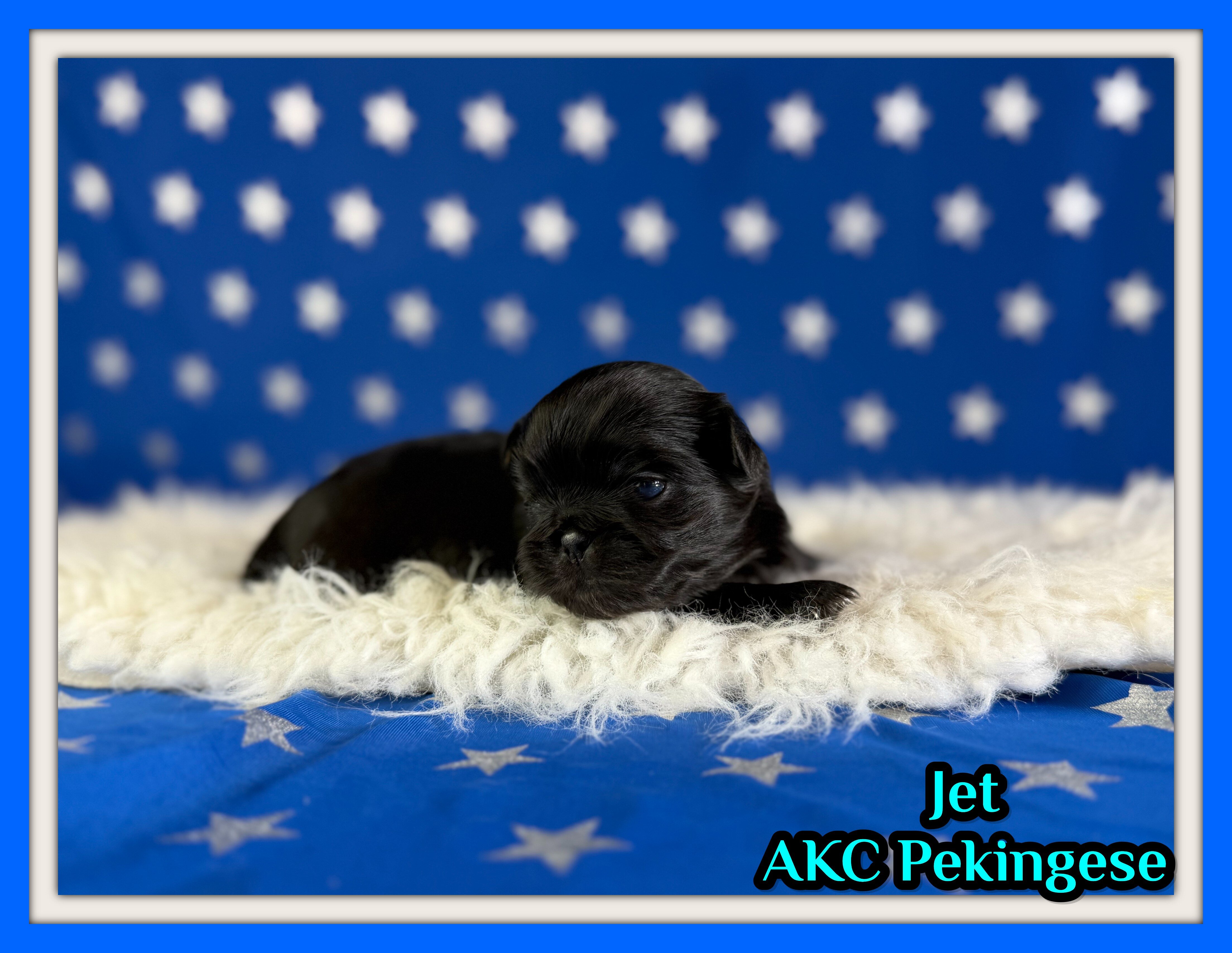 Jet Male AKC Pekingese image 1