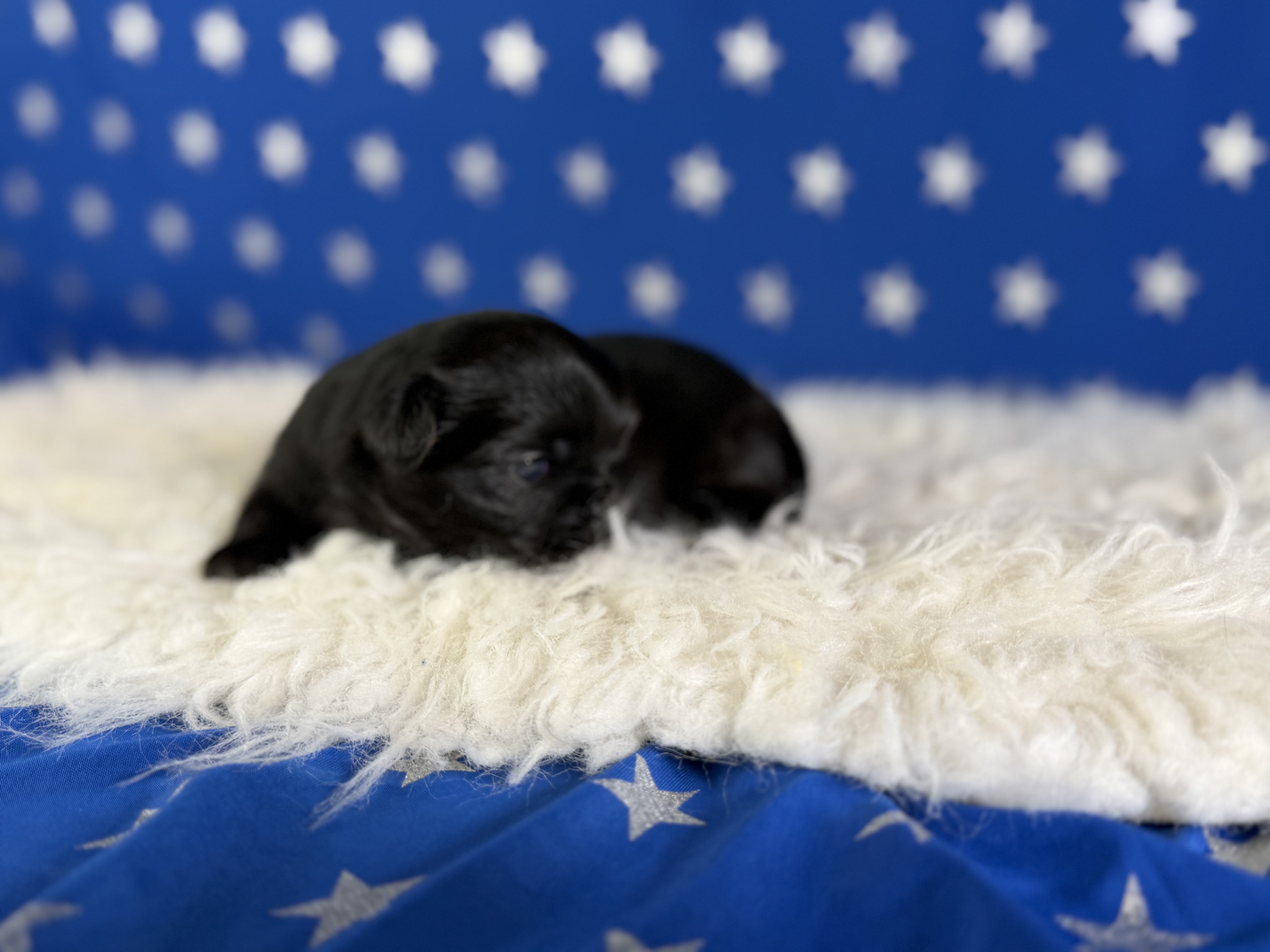Jet Male AKC Pekingese image 2