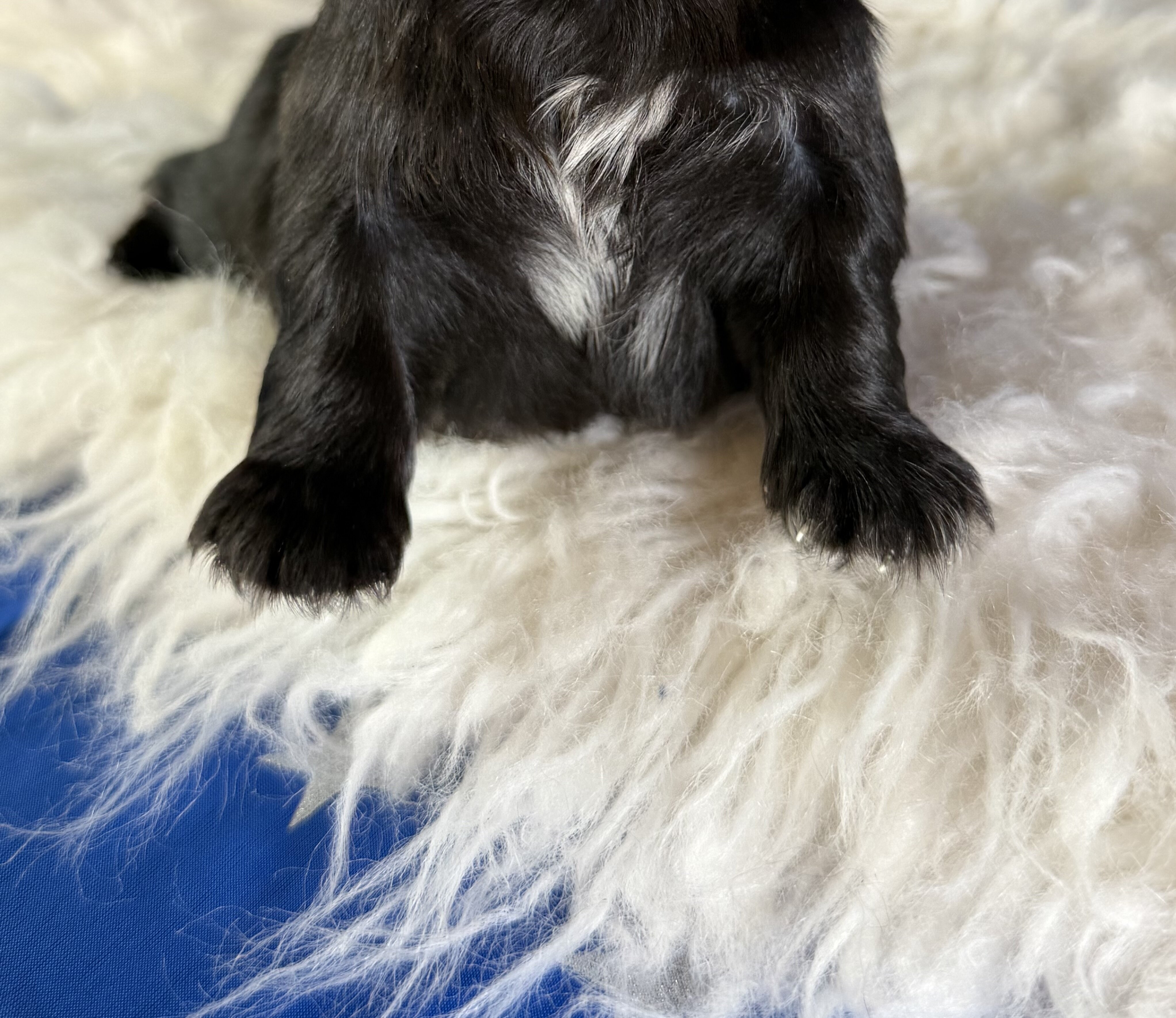 Jet Male AKC Pekingese image 3