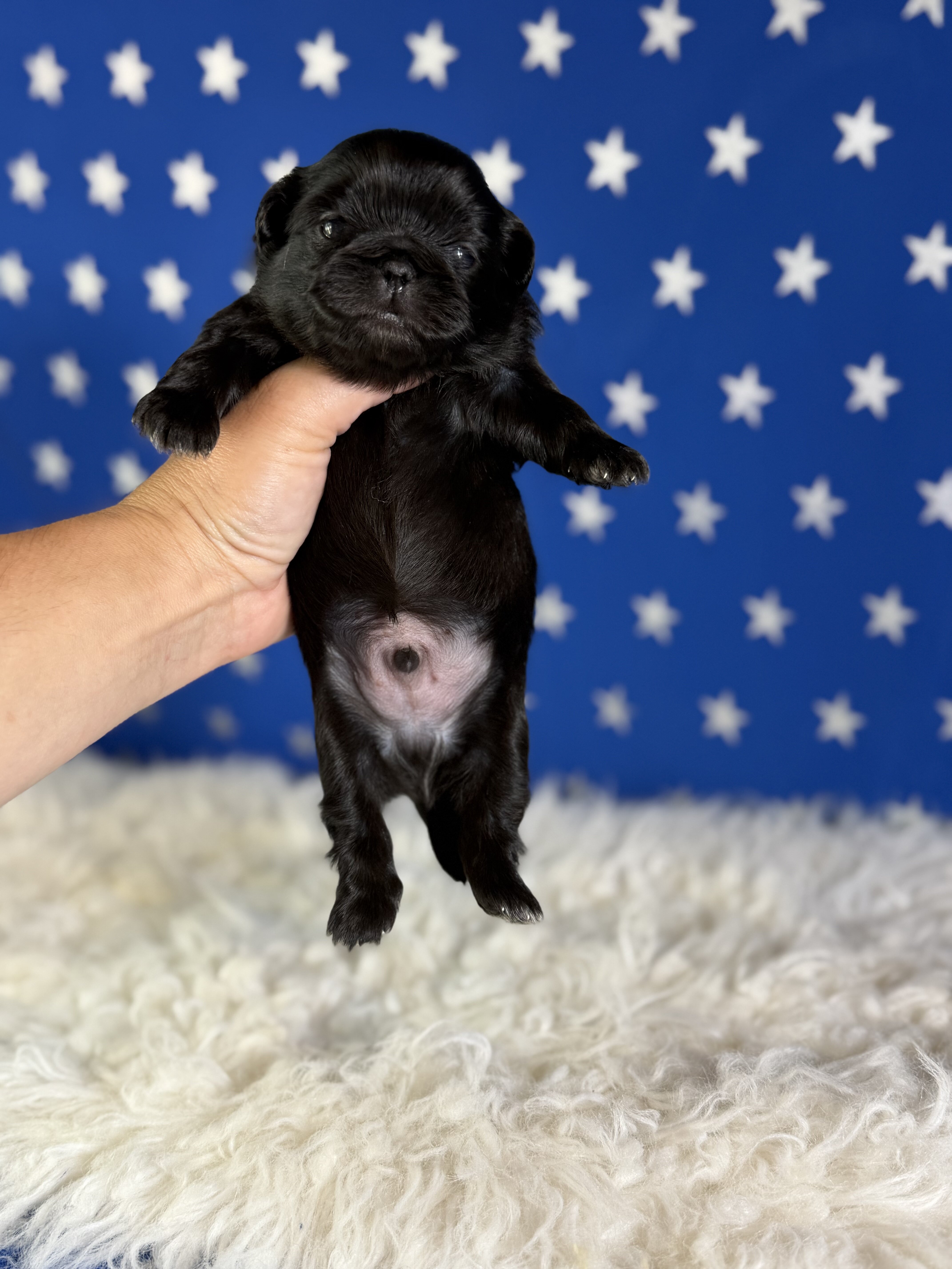 Jet Male AKC Pekingese image 4