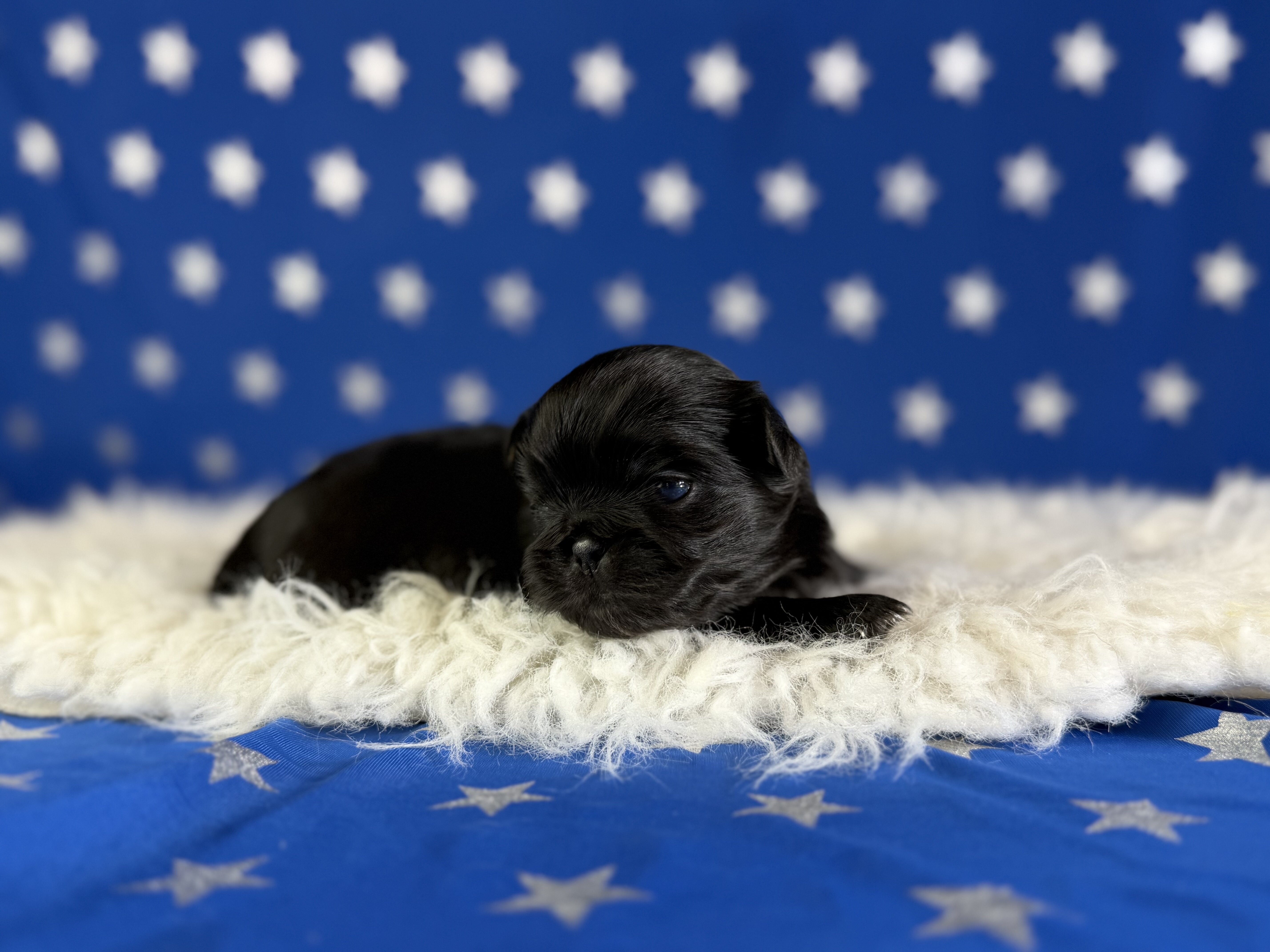 Jet Male AKC Pekingese image 5