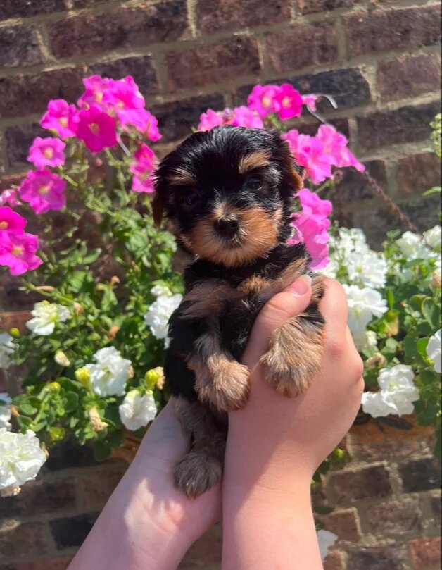 Yorkshire Terrier image 2