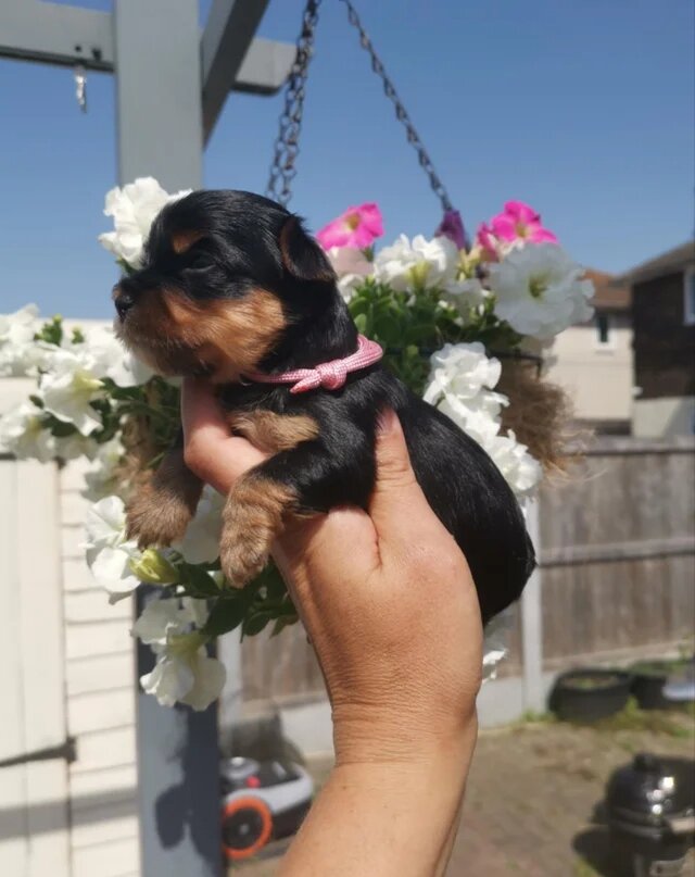 Yorkshire Terrier image 1