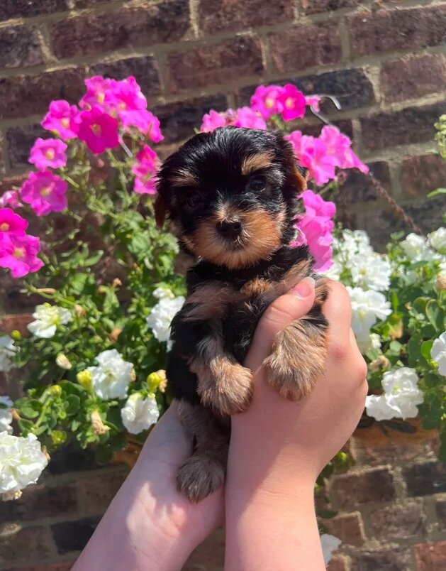 Yorkshire Terrier image 3