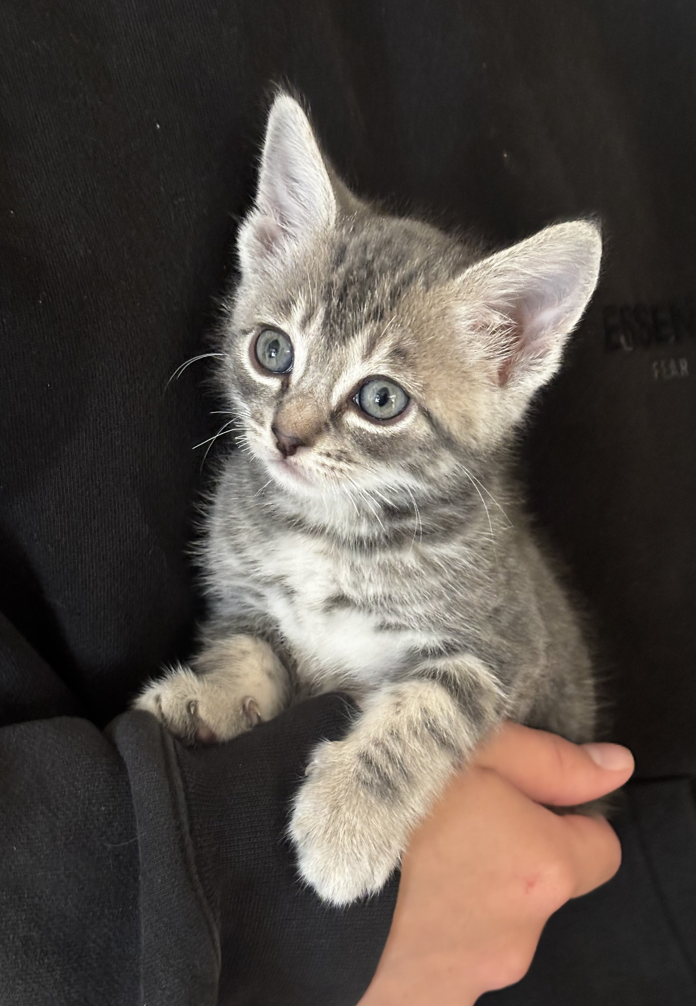 Grey Tabby Kitten image 1
