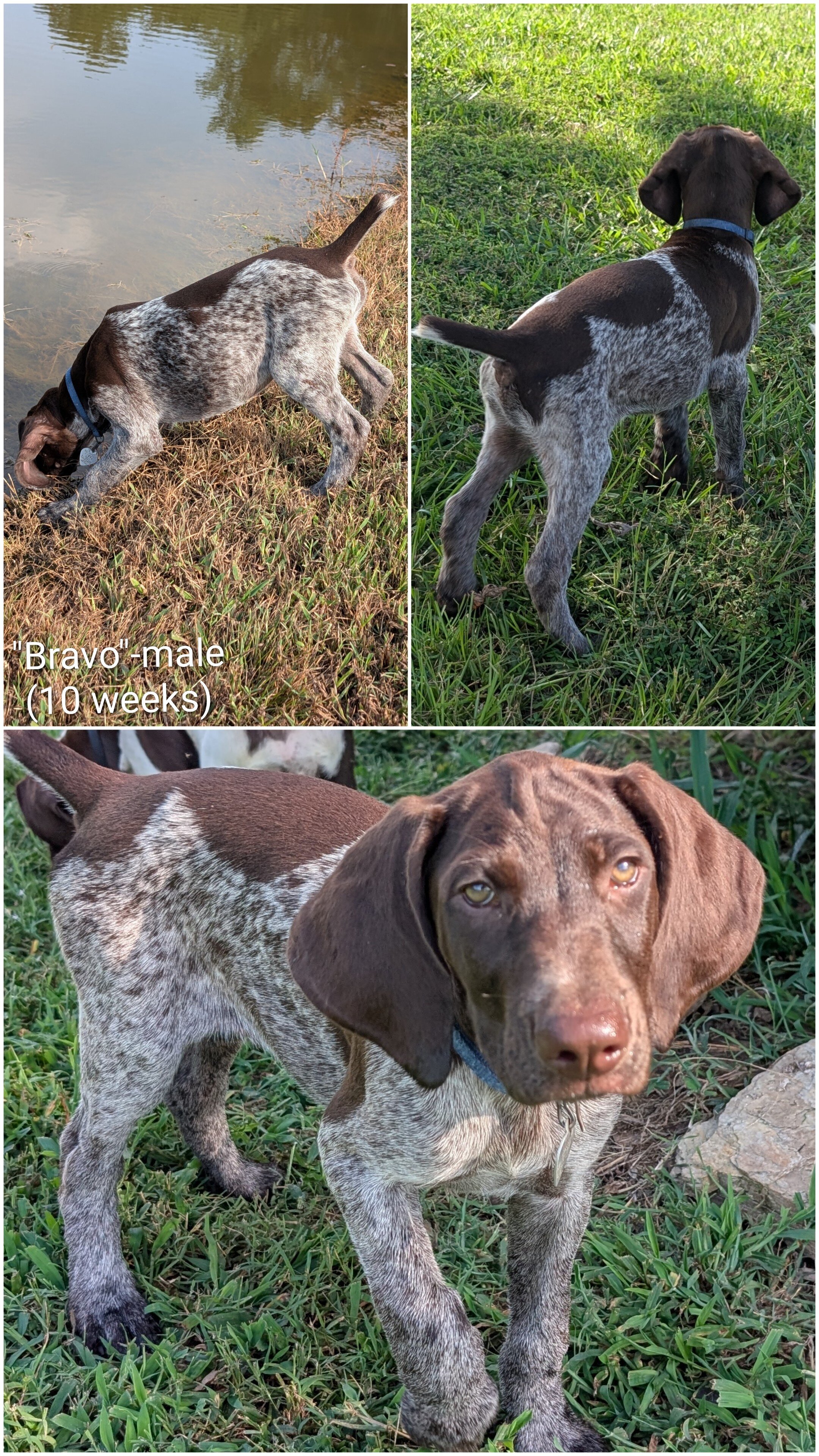 German Shorthaired Pointers image 3