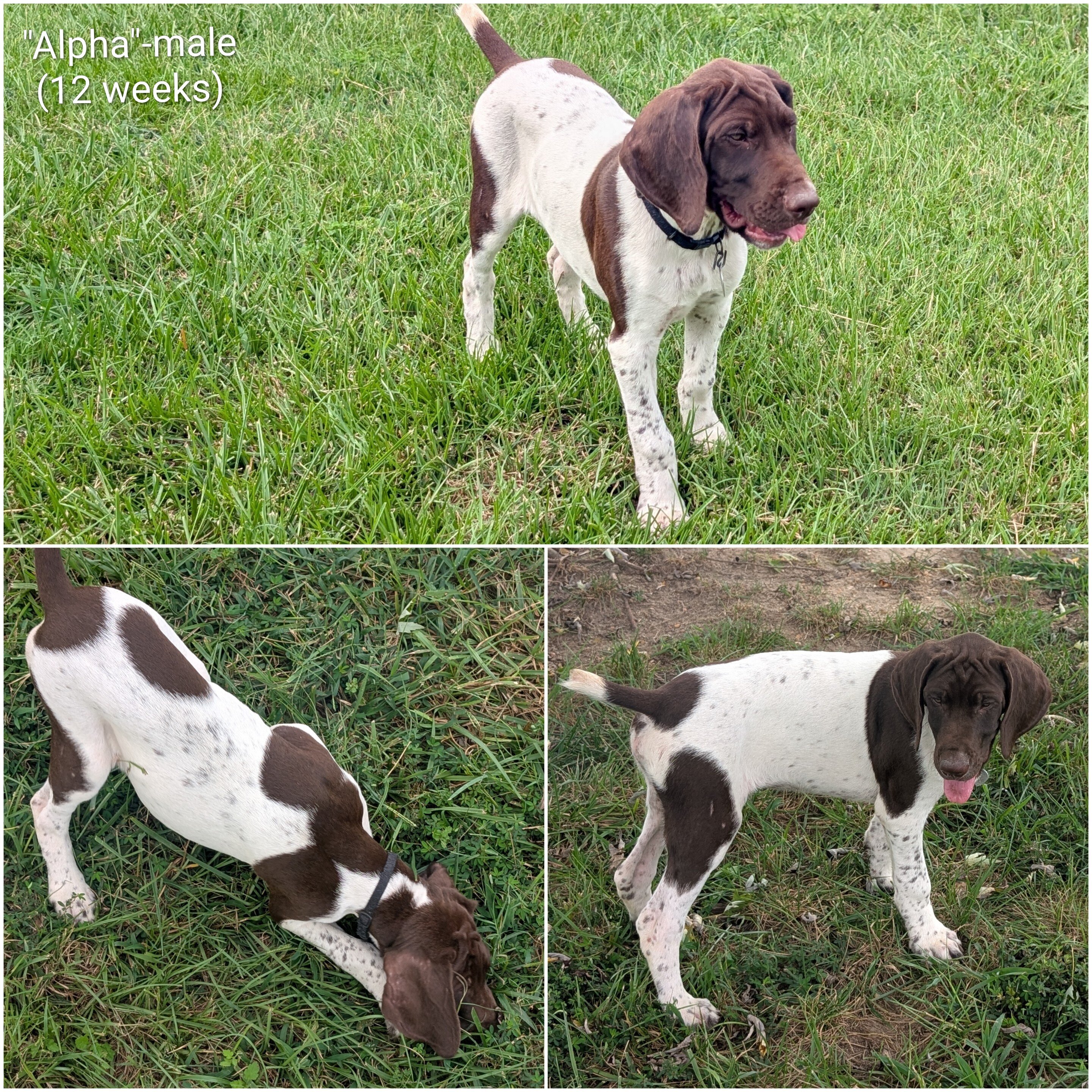 German Shorthaired Pointers image 2