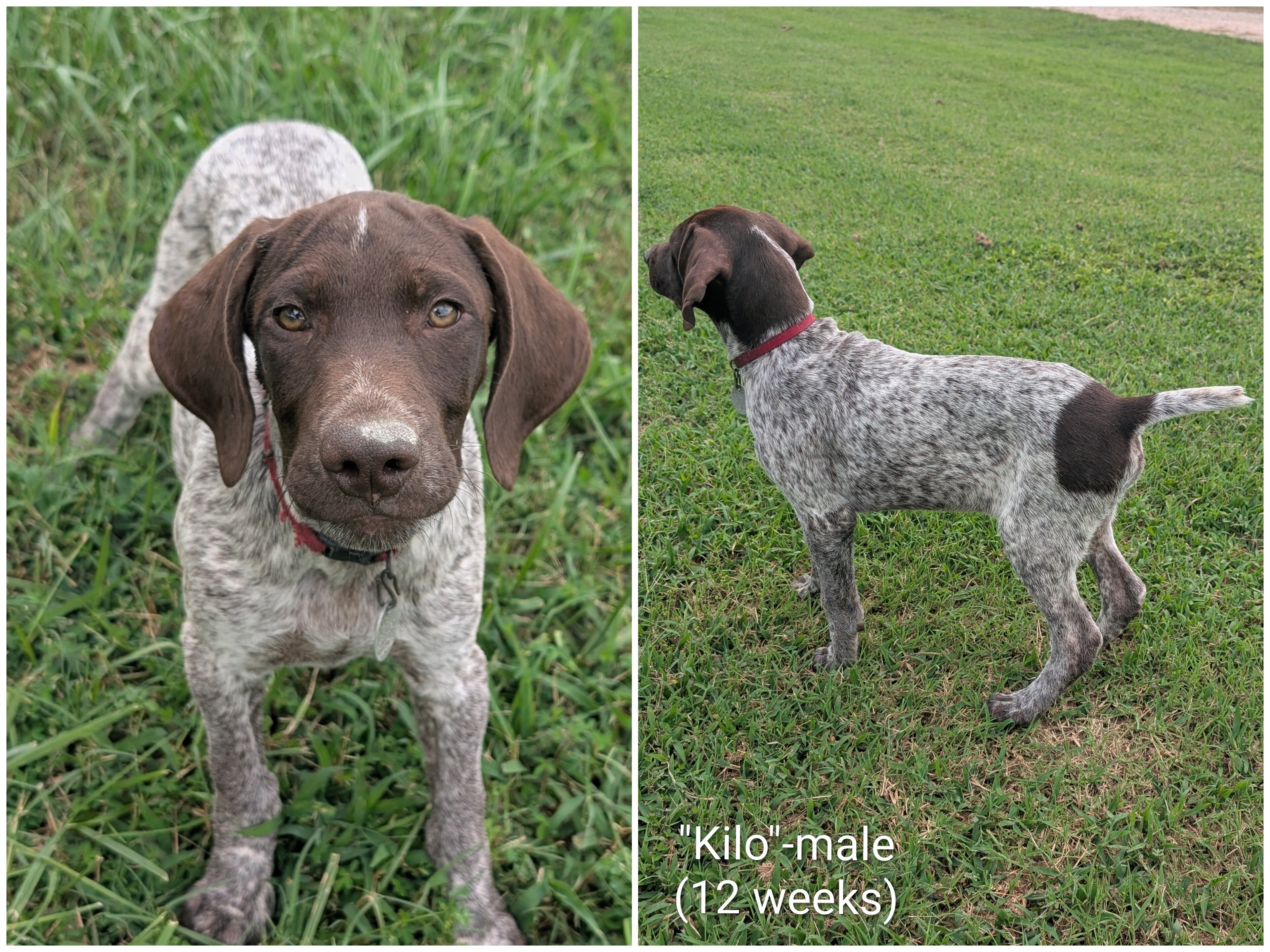 German Shorthaired Pointers image 1