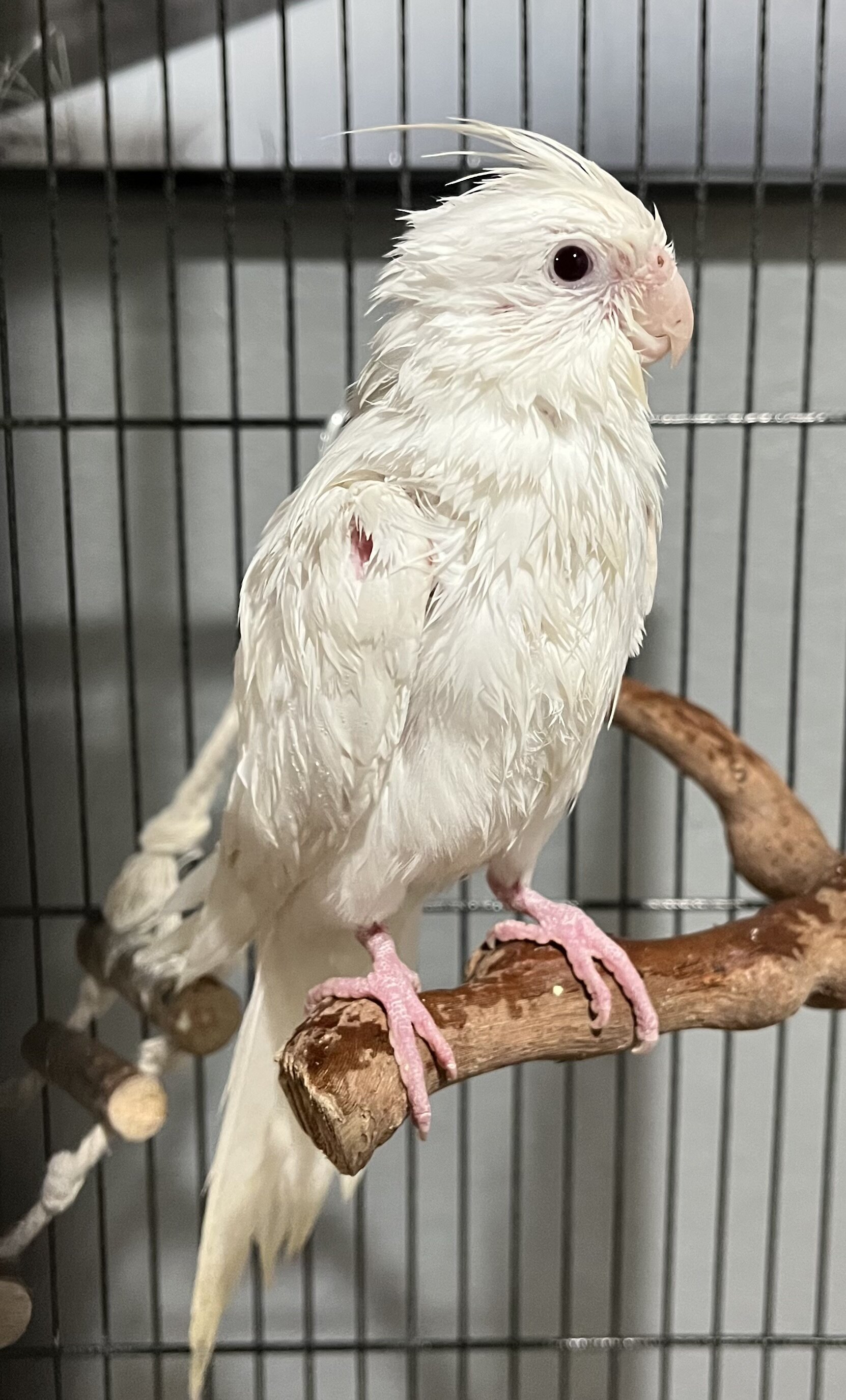 Albino cockatiel image 4