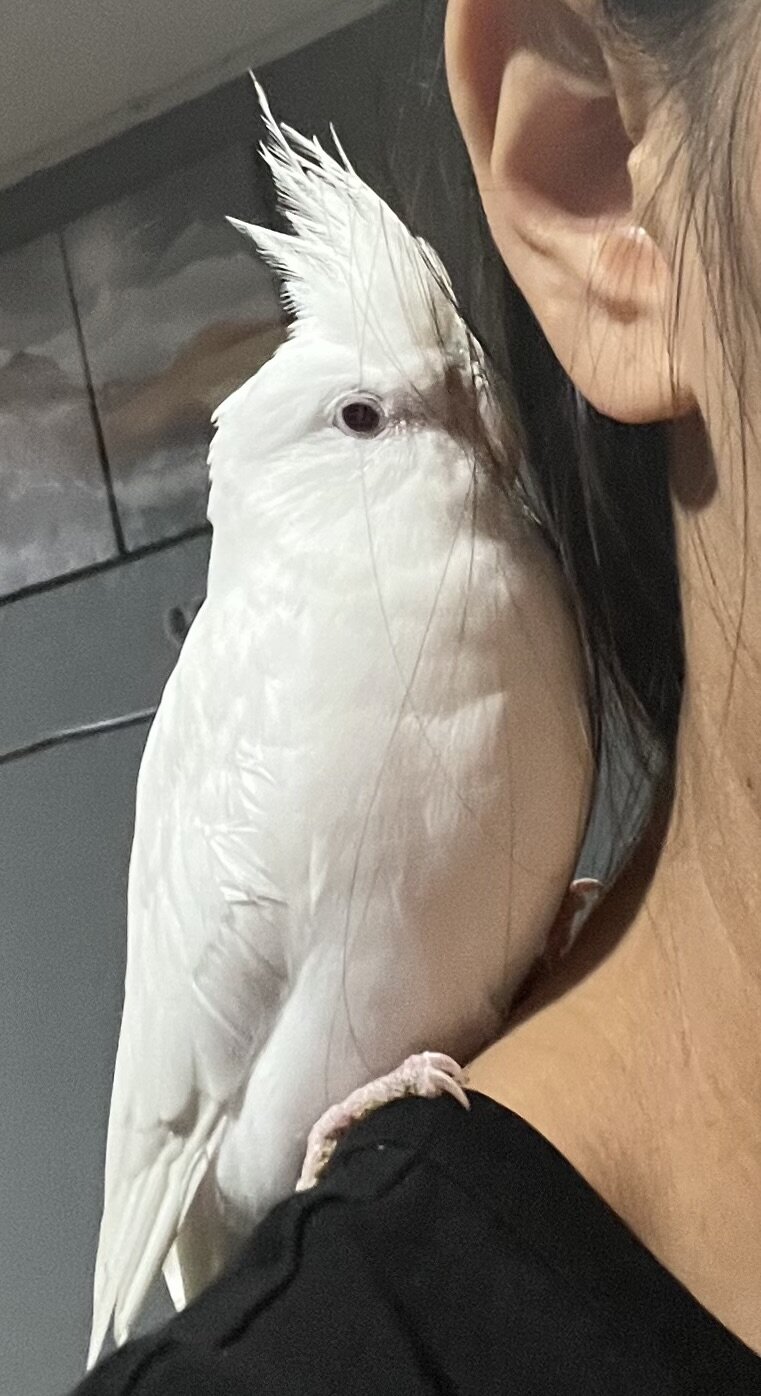 Albino cockatiel image 2