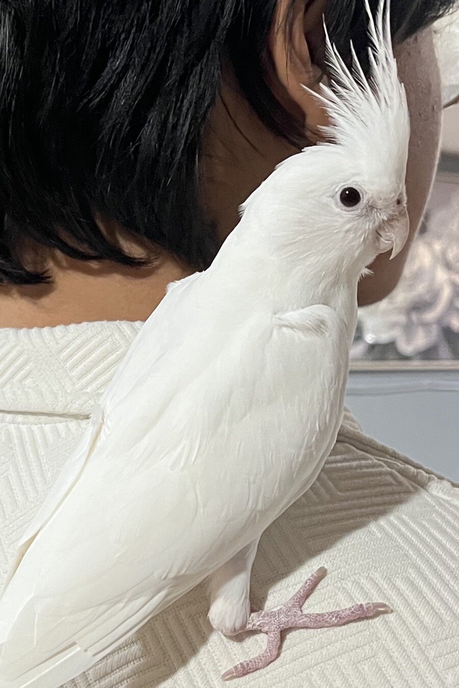 Albino cockatiel image 1