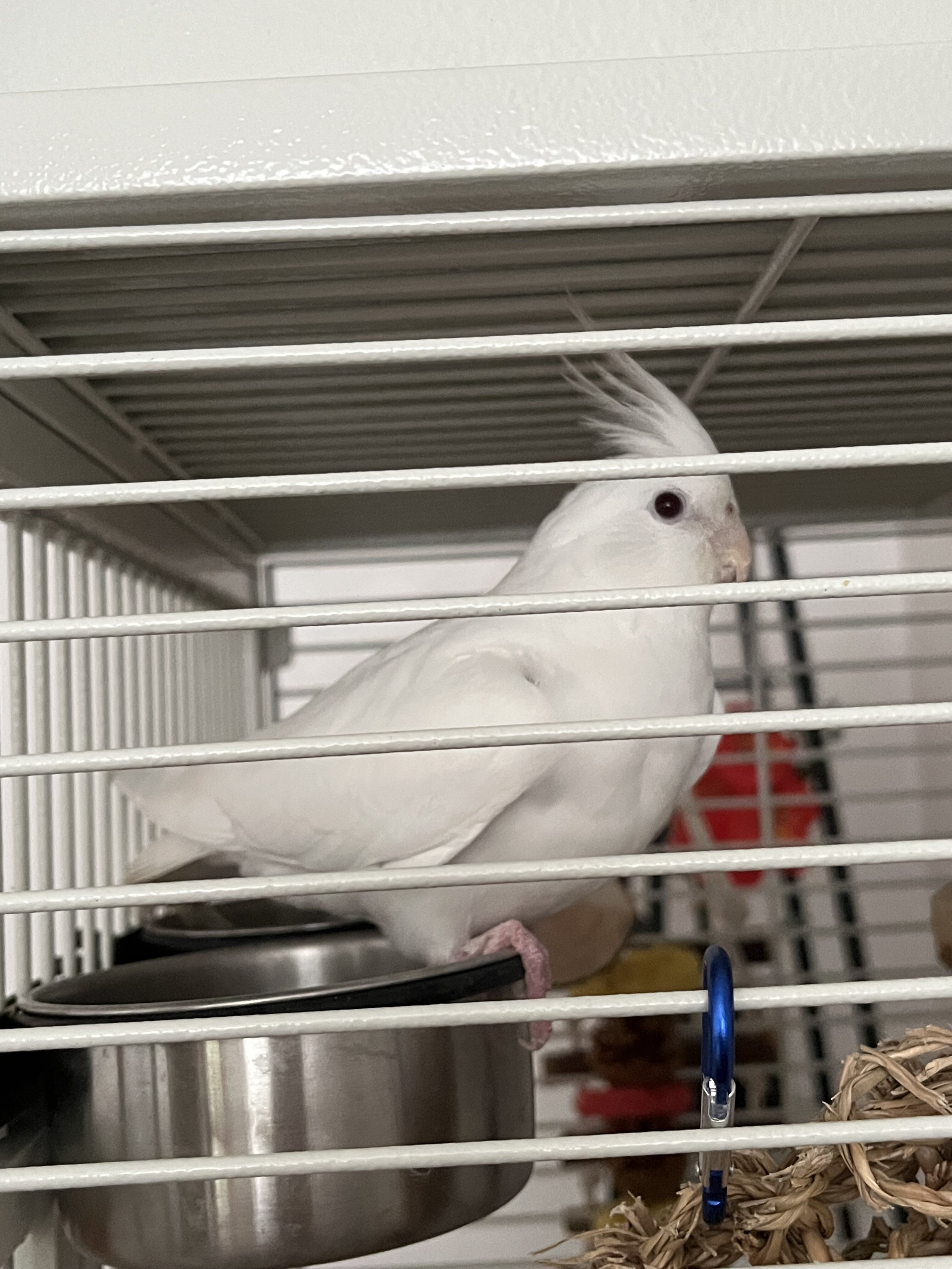 Albino cockatiel image 3