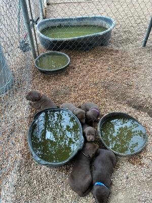 Chocolate Lab Puppies image 1