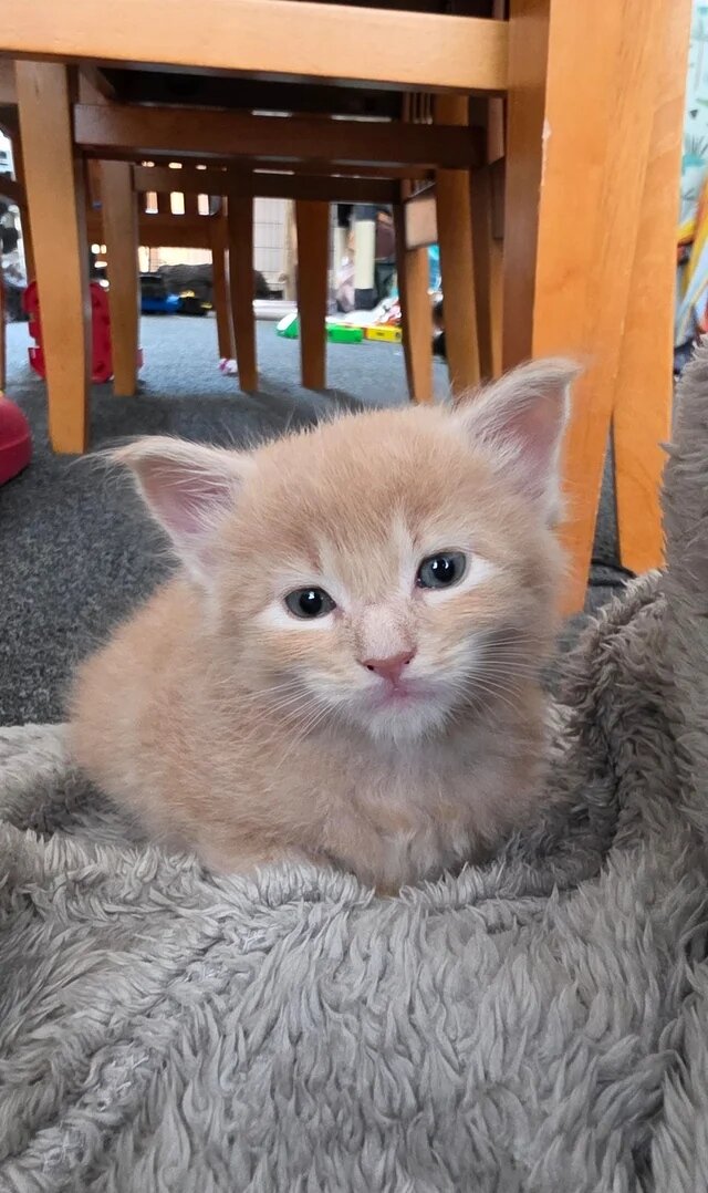 Adorable Kittens Available 🐾 image 3
