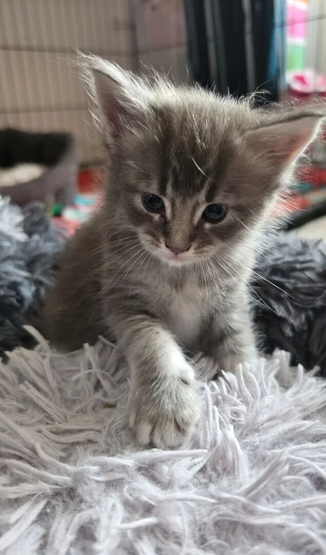 Adorable Kittens Available 🐾 image 2