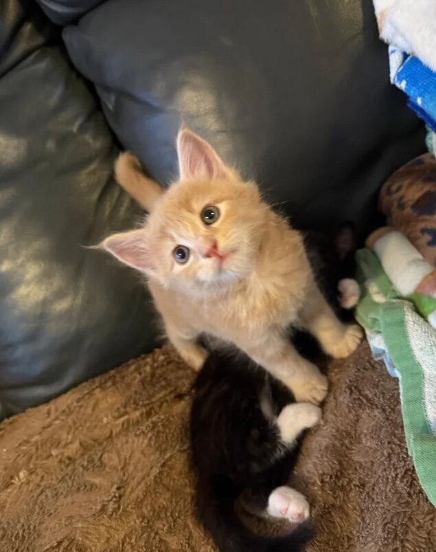 Adorable Kittens Available 🐾 image 4