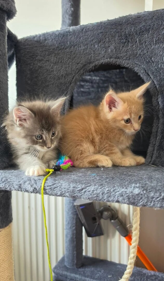 Adorable Kittens Available 🐾 image 1