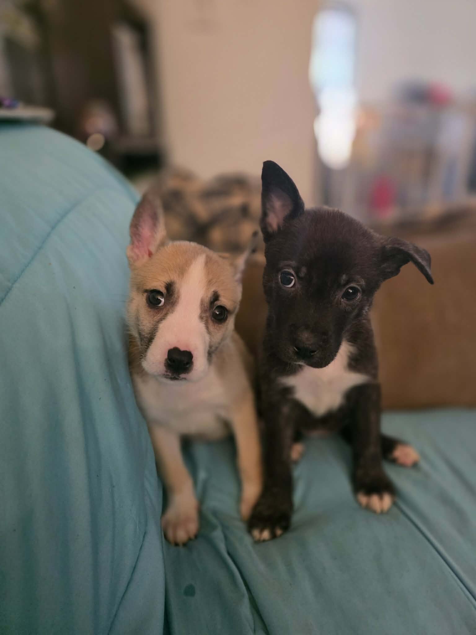 8 week old pit husky mix image 2