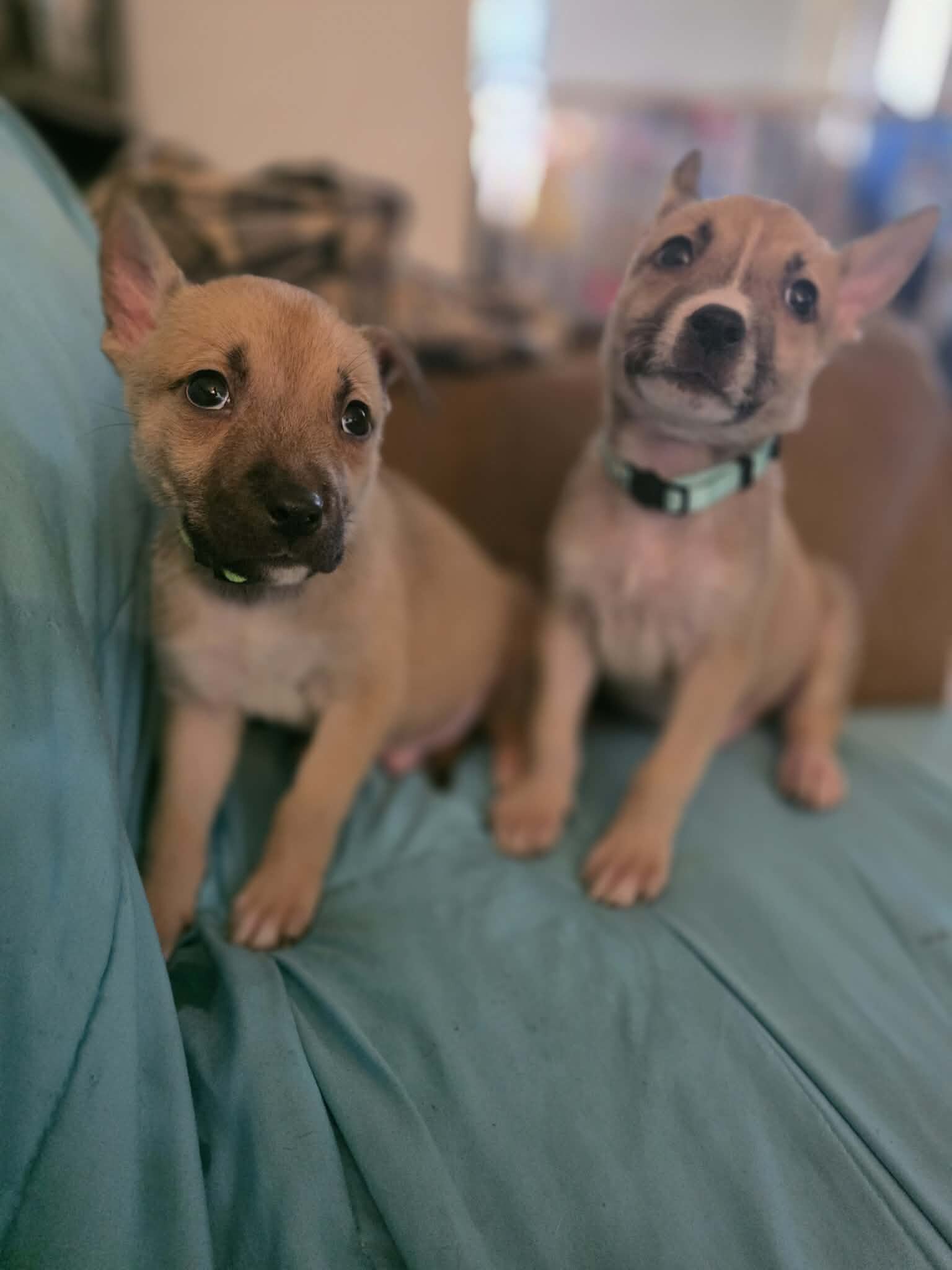 8 week old pit husky mix image 1