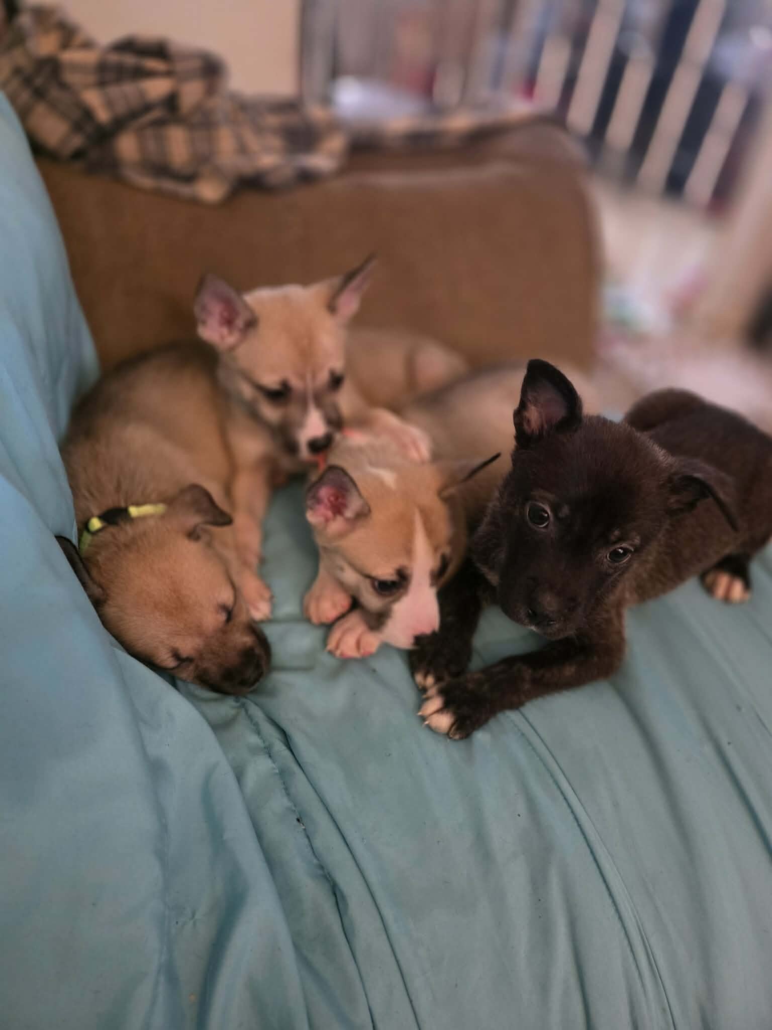 8 week old pit husky mix image 3