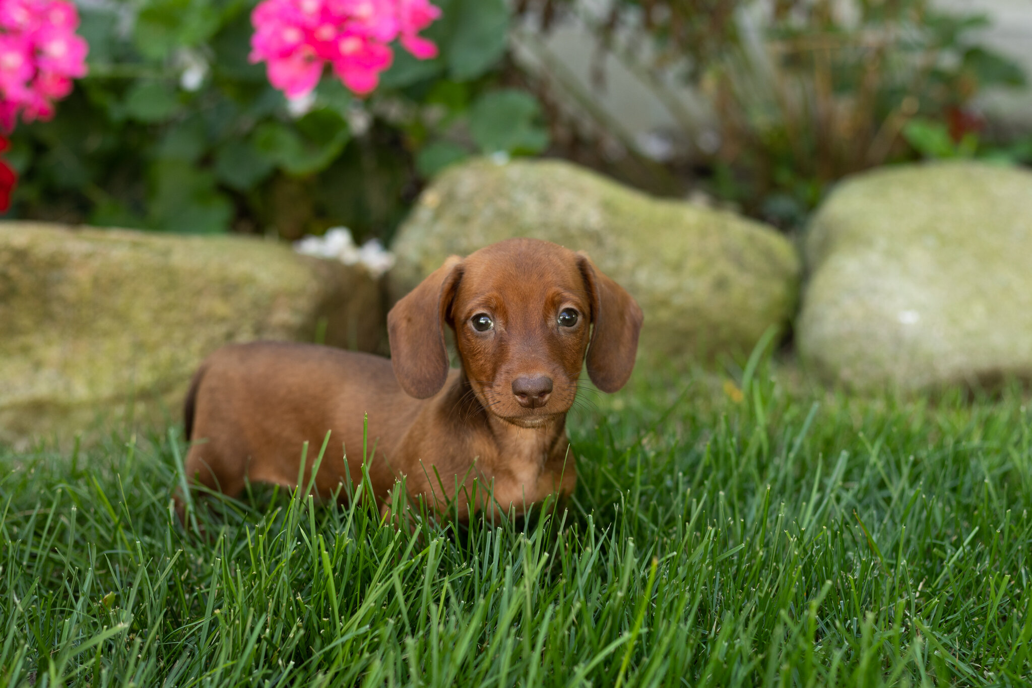 Mini Dachshund male pup in Indiana ( Ike) image 2